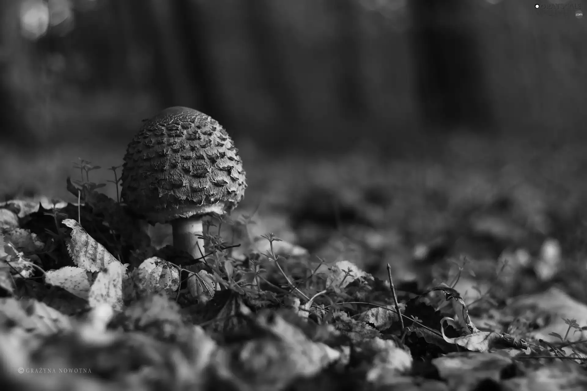 owl, Macrolepiota Procera, Leaf, Mushrooms