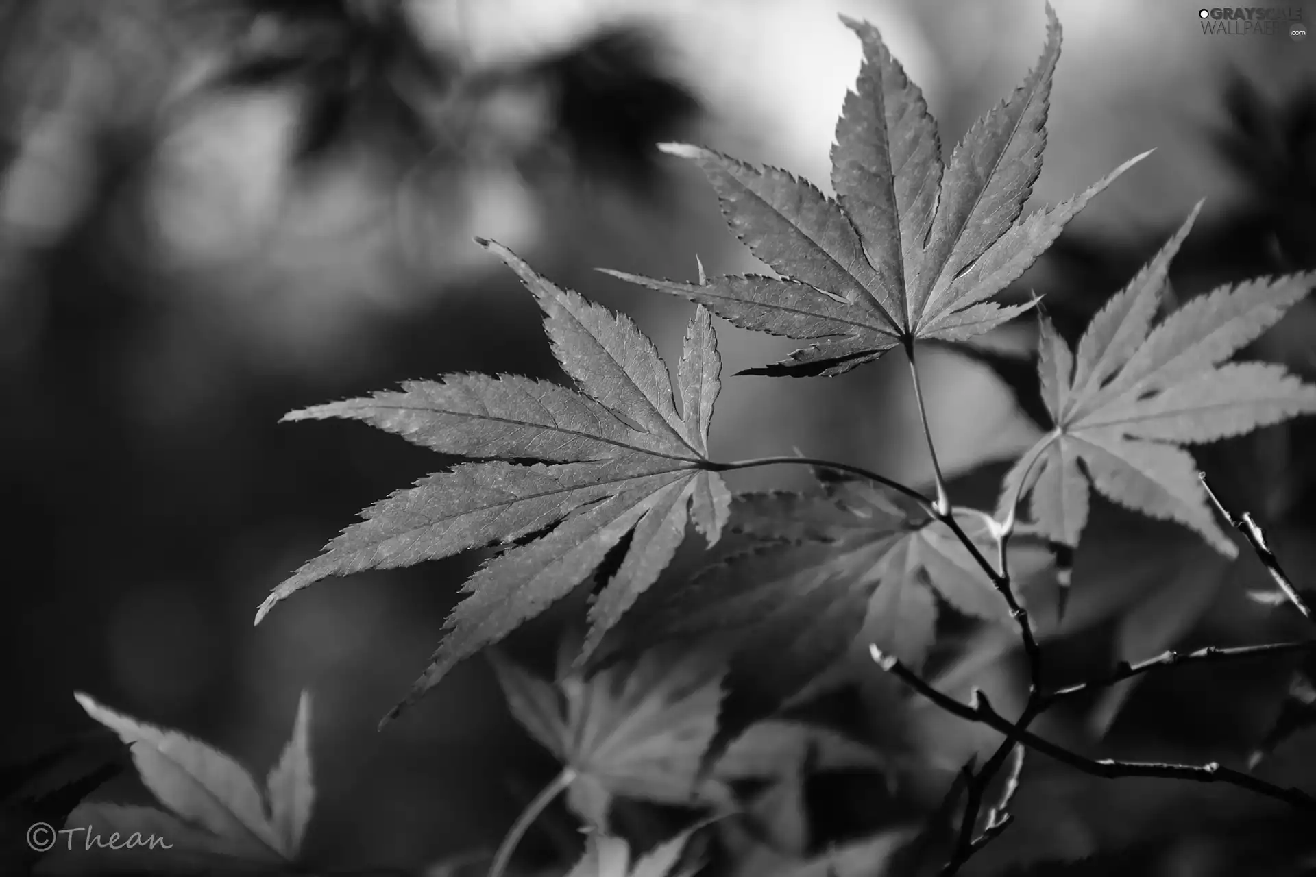 Maple Palm, color, Leaf, autumn
