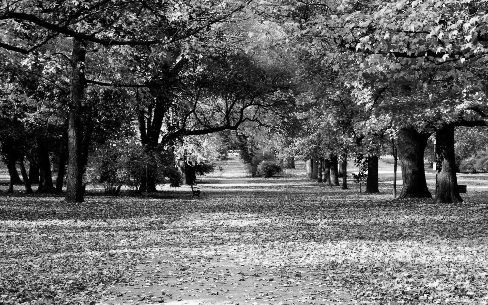 Park, viewes, Leaf, trees