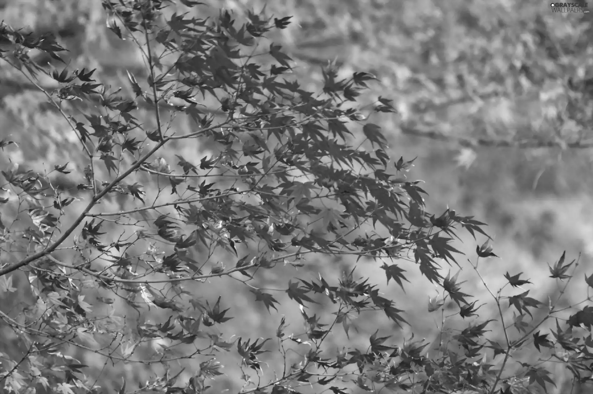 branch pics, Autumn, Leaf