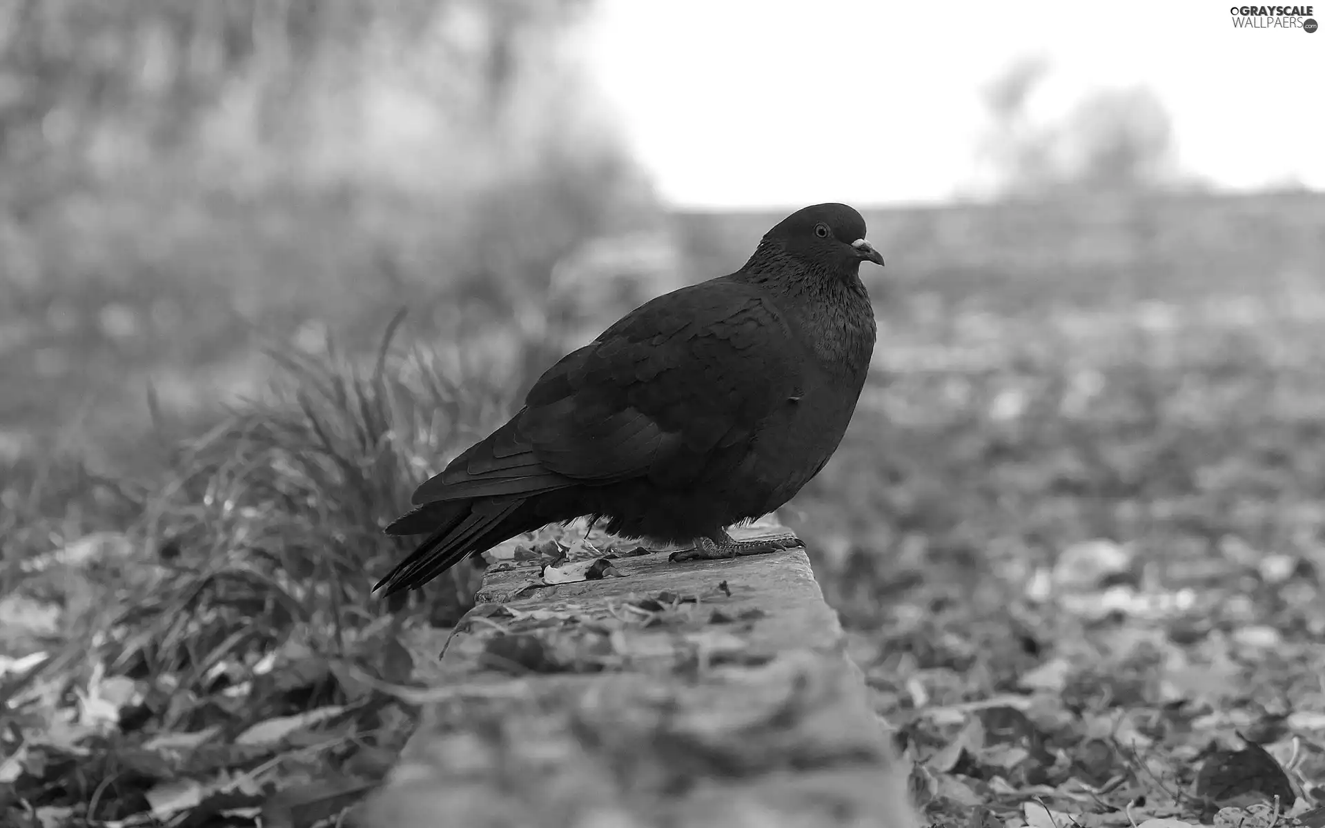 Leaf, Black, pigeon