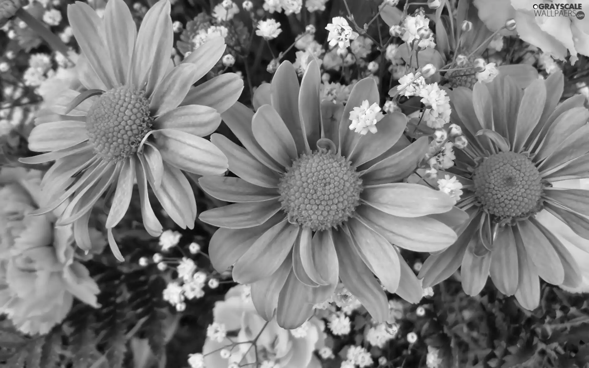Leaf, gerberas, pink