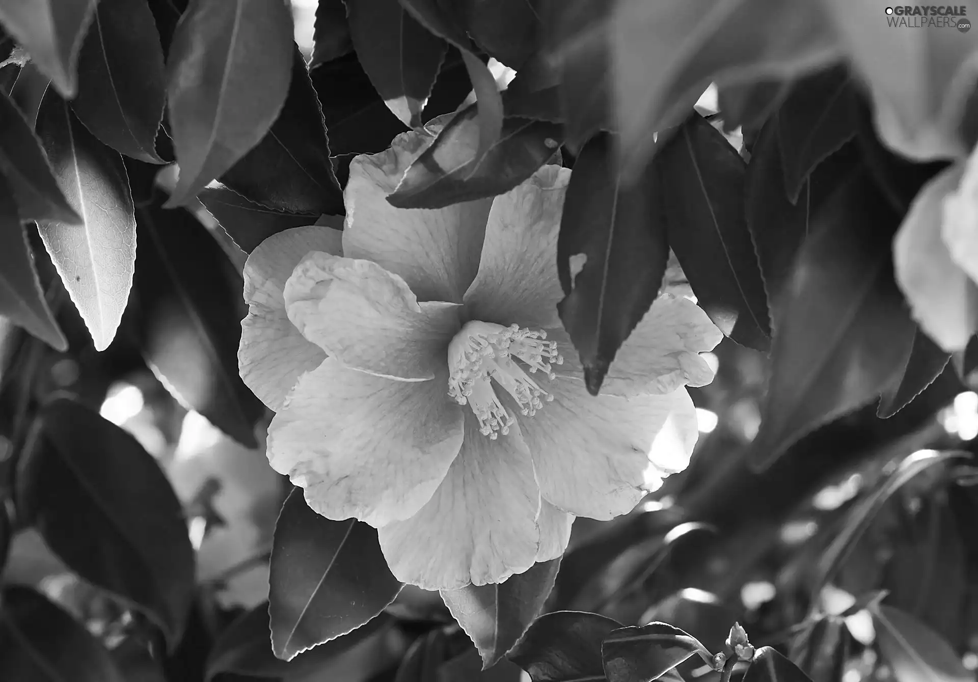 Pink, green ones, Leaf, camellia