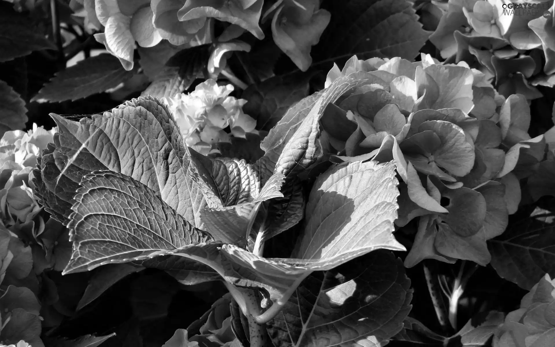 Pink, green ones, Leaf, hydrangea