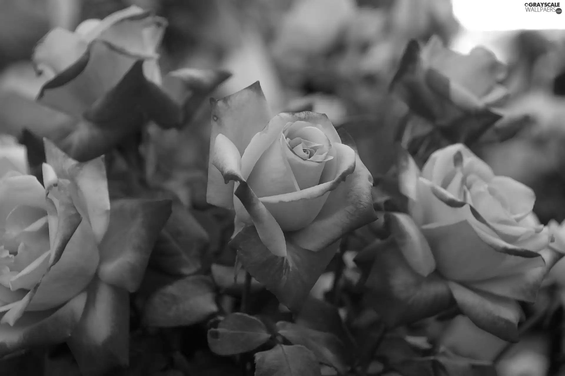 pink, roses, Leaf, Red