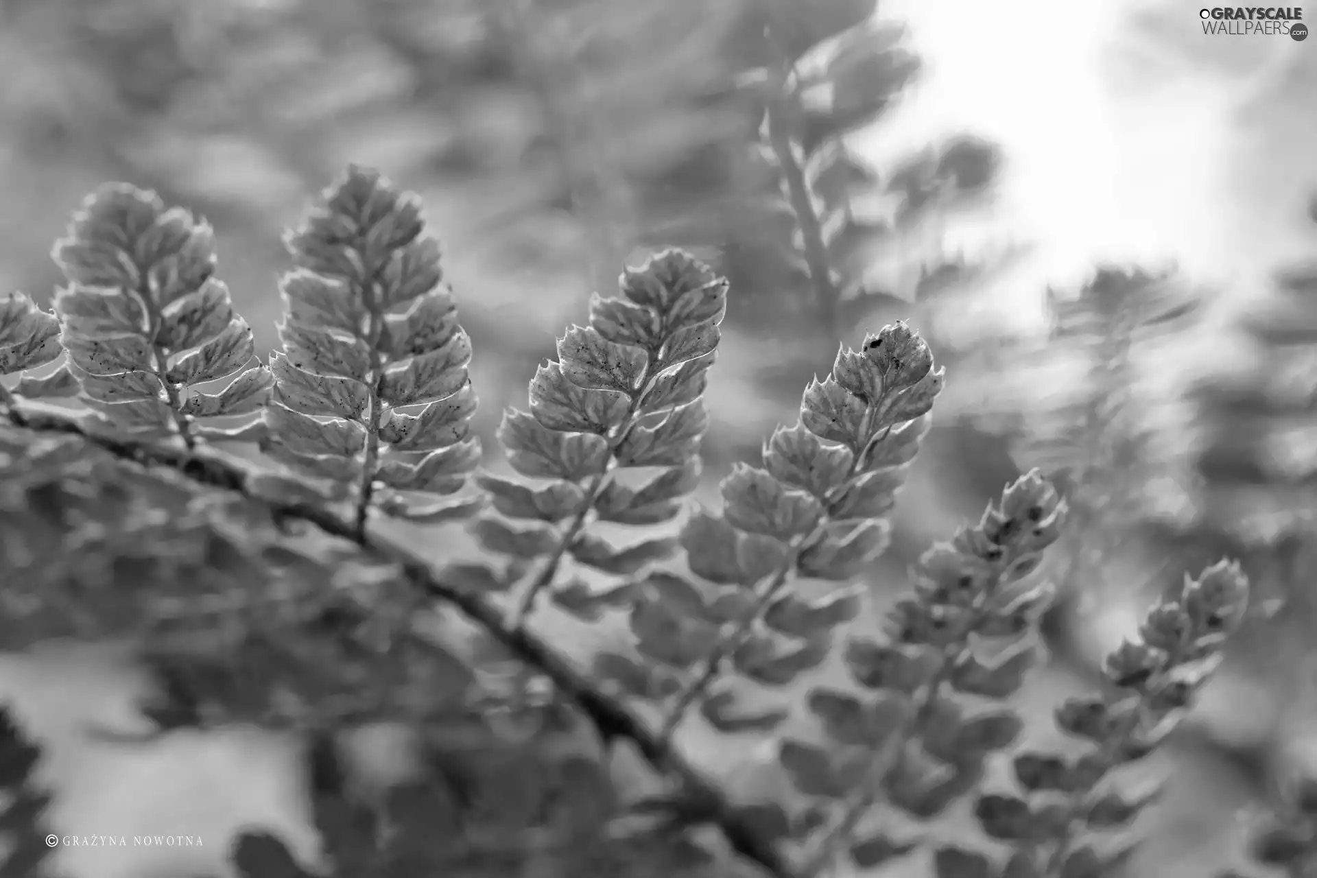 leaf, Fern, plant