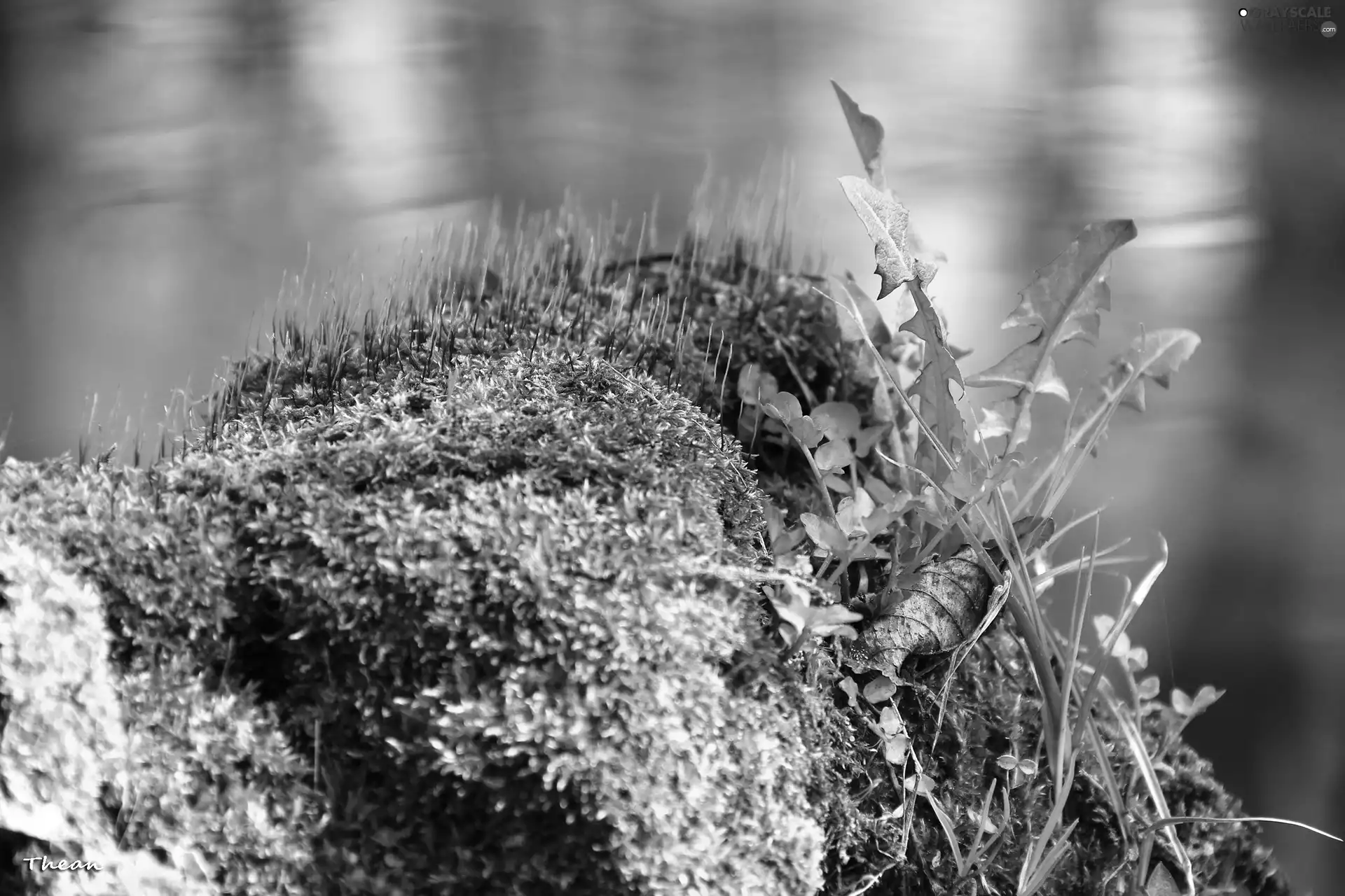 Leaf, Moss, Plants