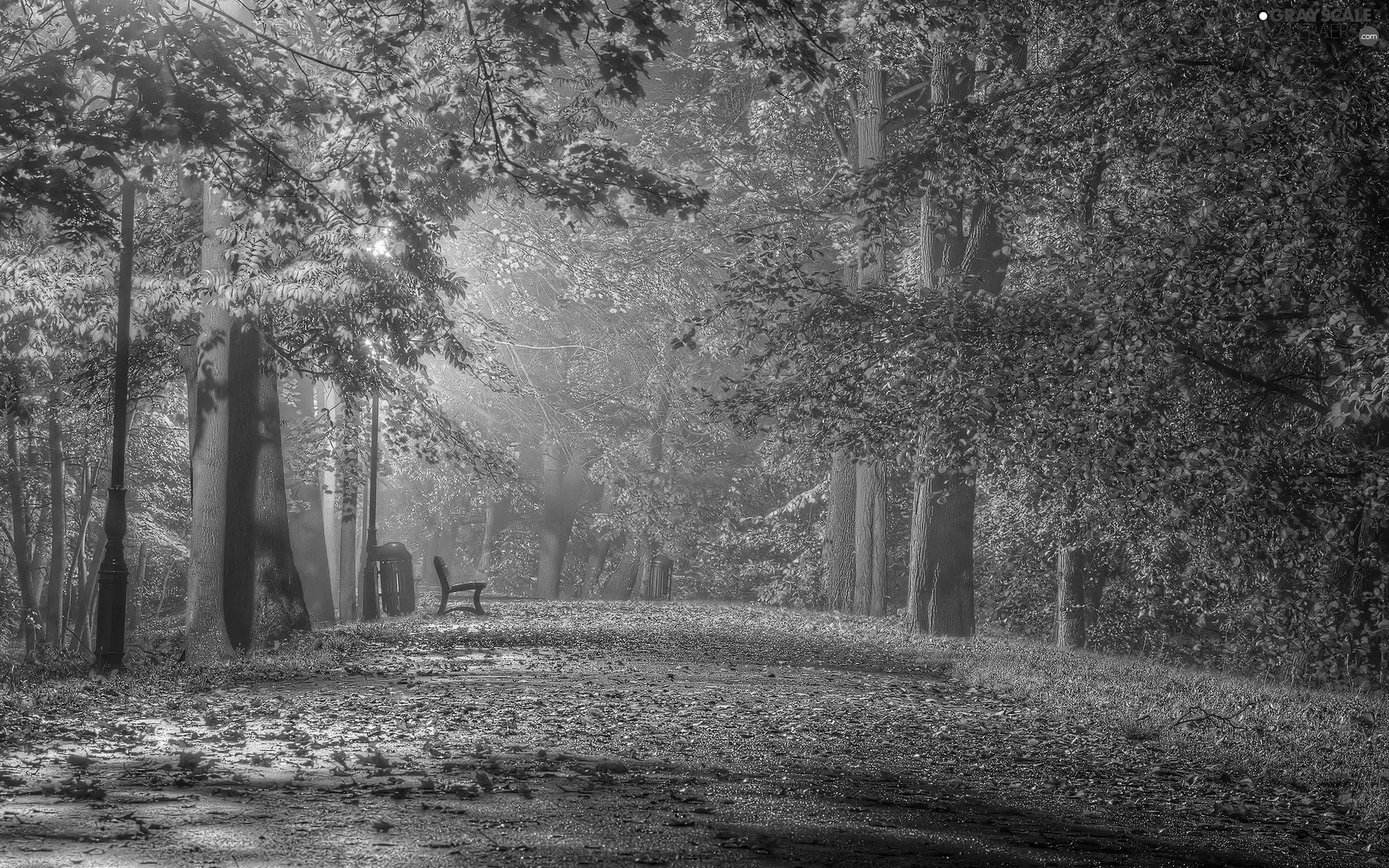 flash, Bench, Przebijające, Fog, ligh, Park, Leaf, autumn, luminosity, sun