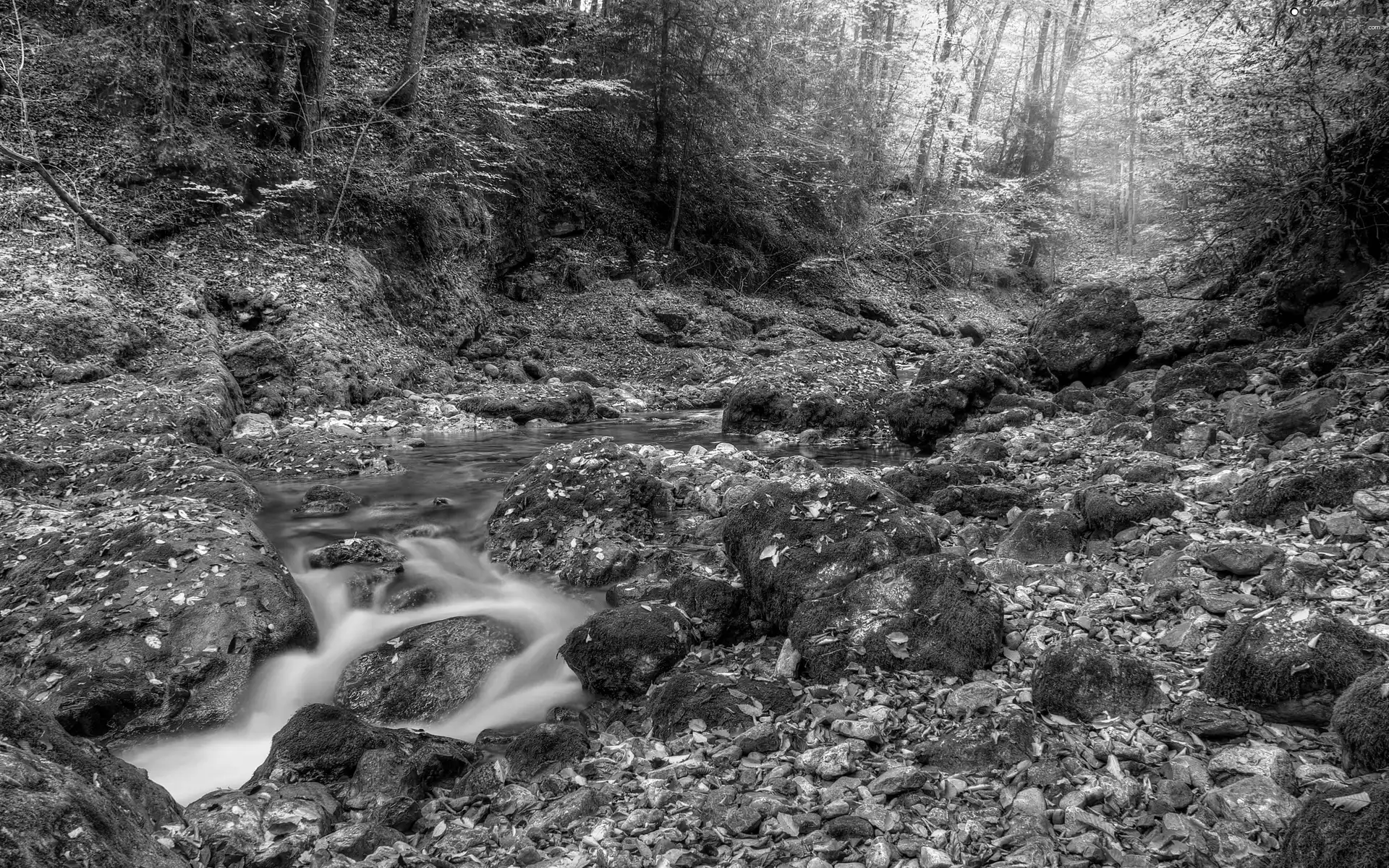 flash, Stones, Przebijające, forest, ligh, stream, Leaf, autumn, luminosity, sun