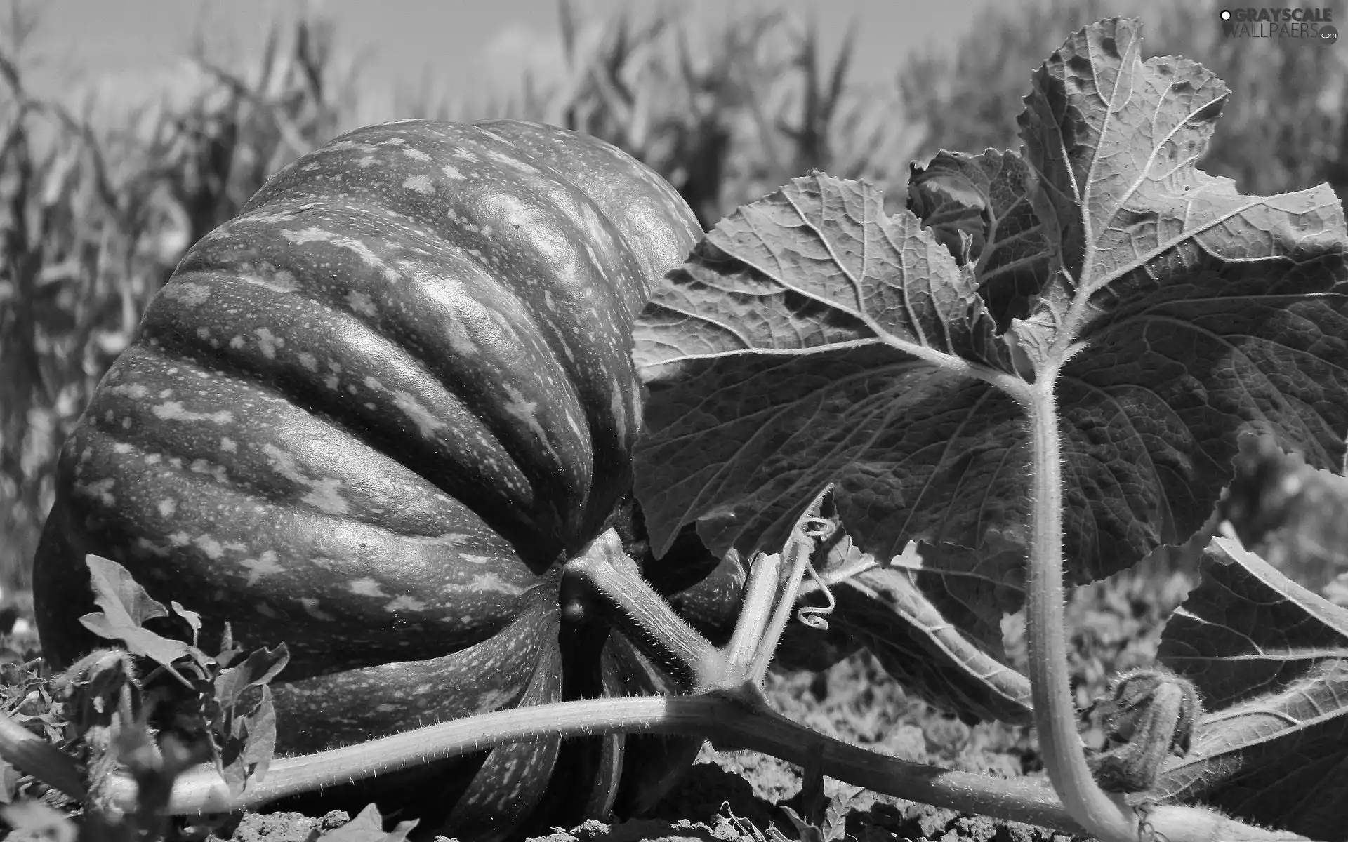 Leaf, Green, pumpkin
