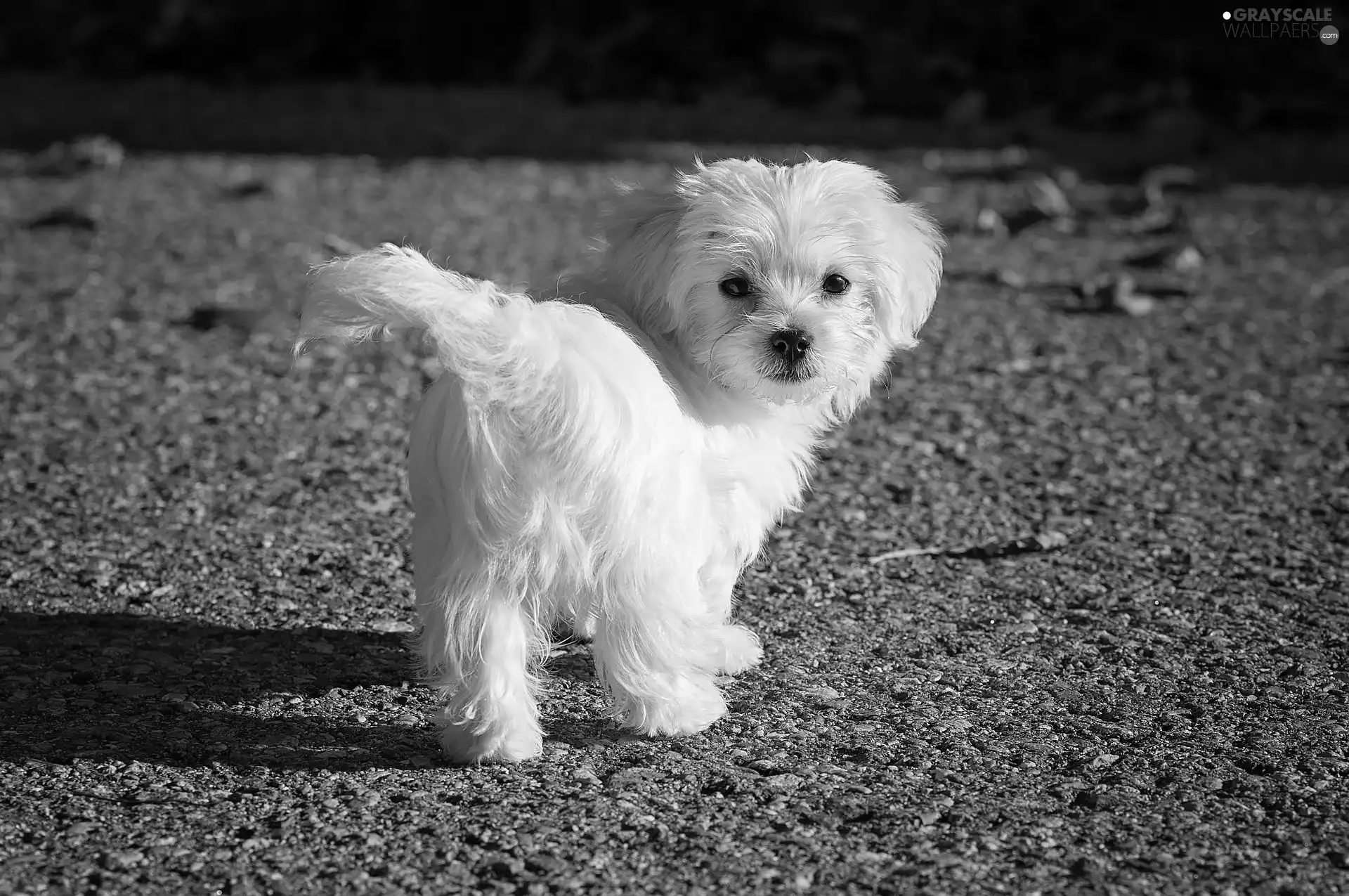 Puppy, run, Leaf, Maltese