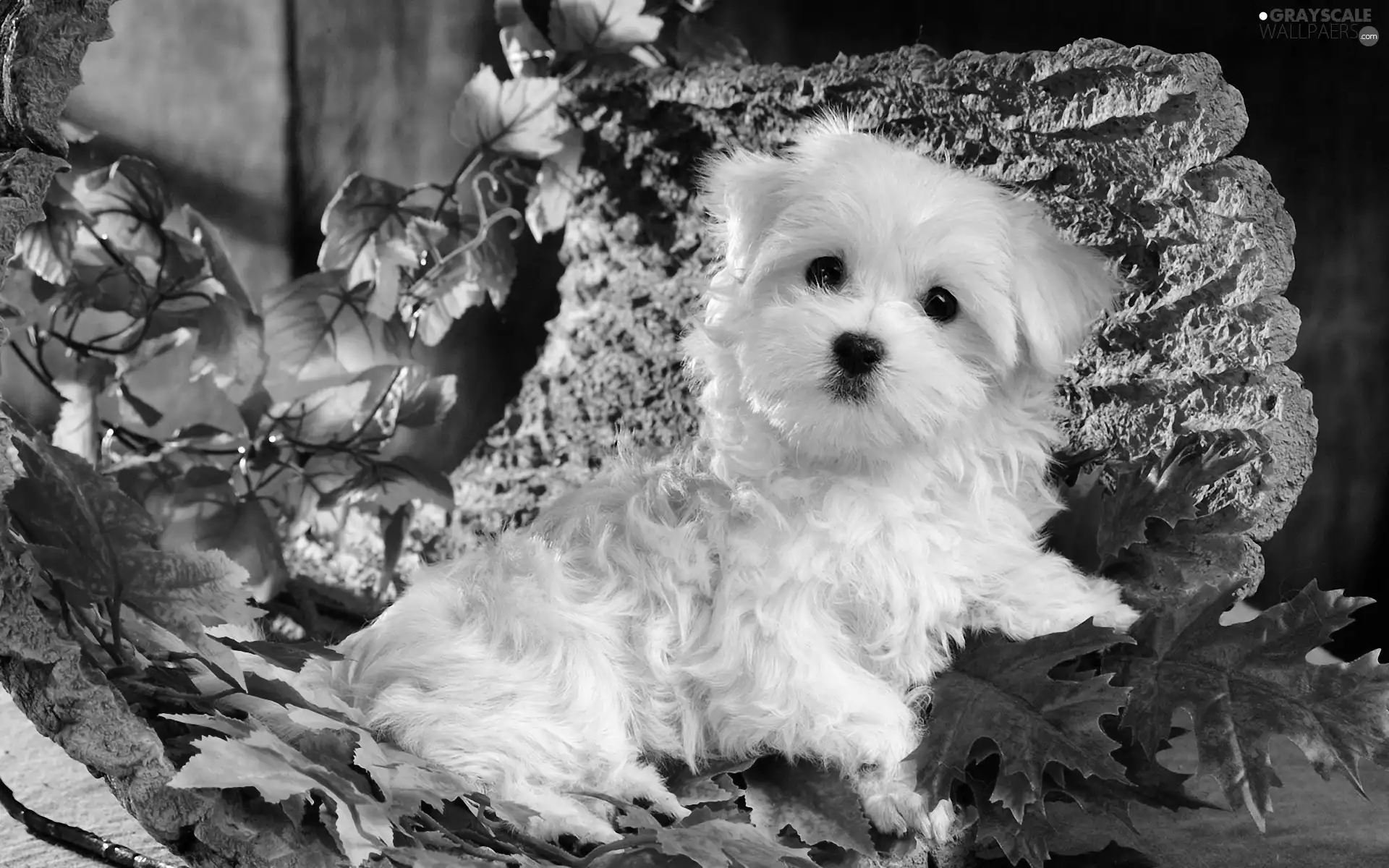 Leaf, Bichon frise, Puppy