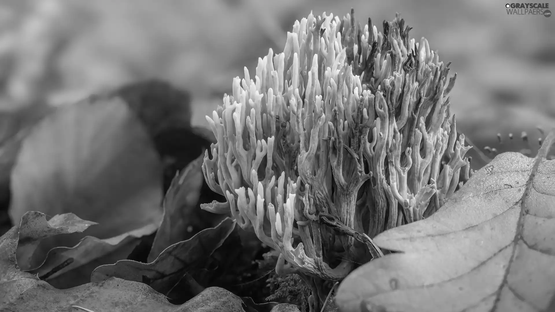 Leaf, Mushrooms, Ramaria