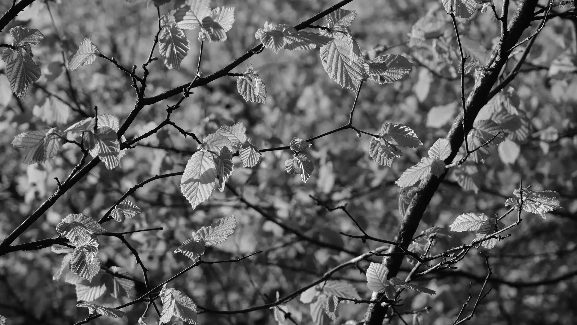 Twigs, Leaf, rapprochement, green ones