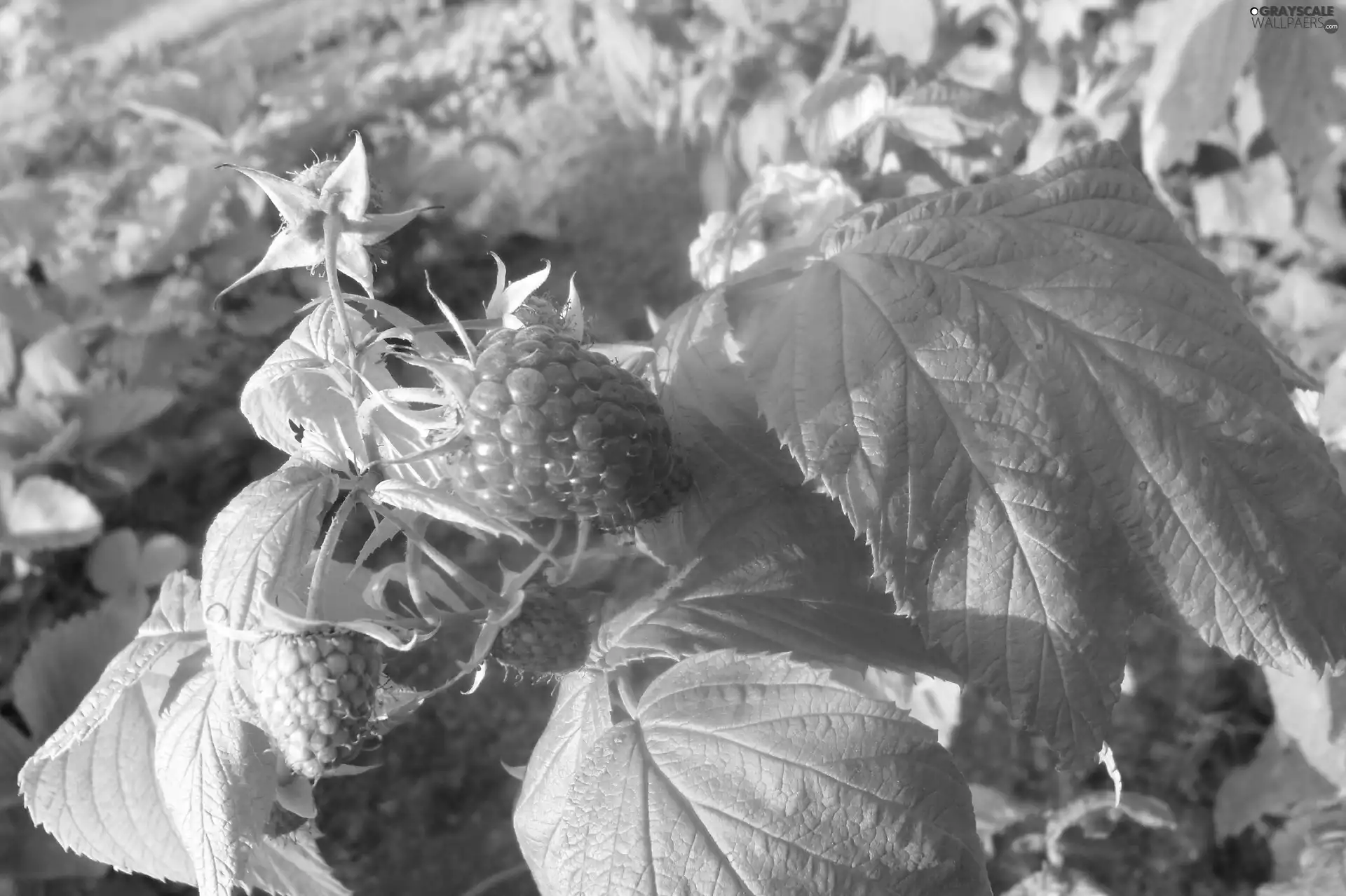 Leaf, Fruits, raspberries