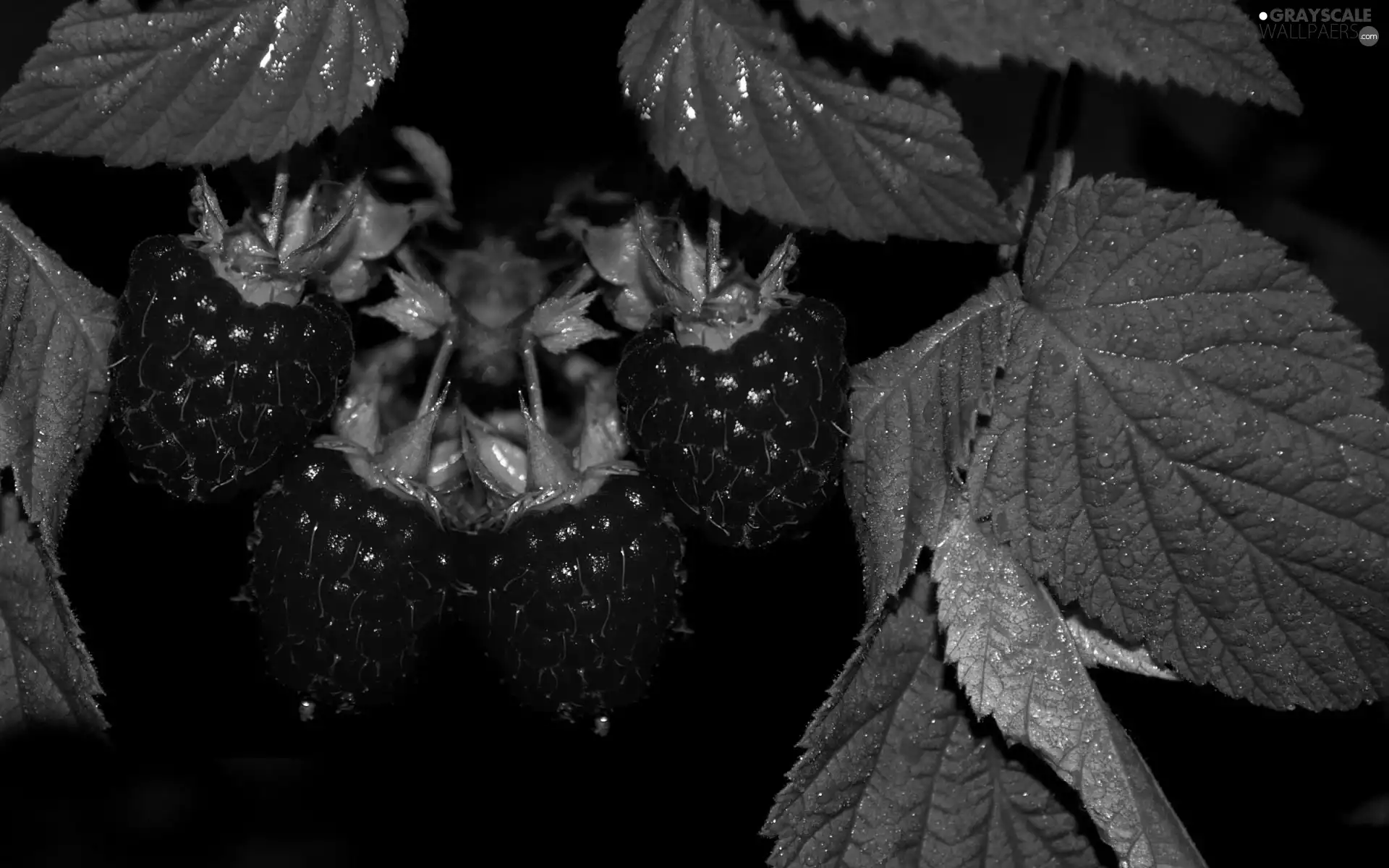 Leaf, Mature, raspberries