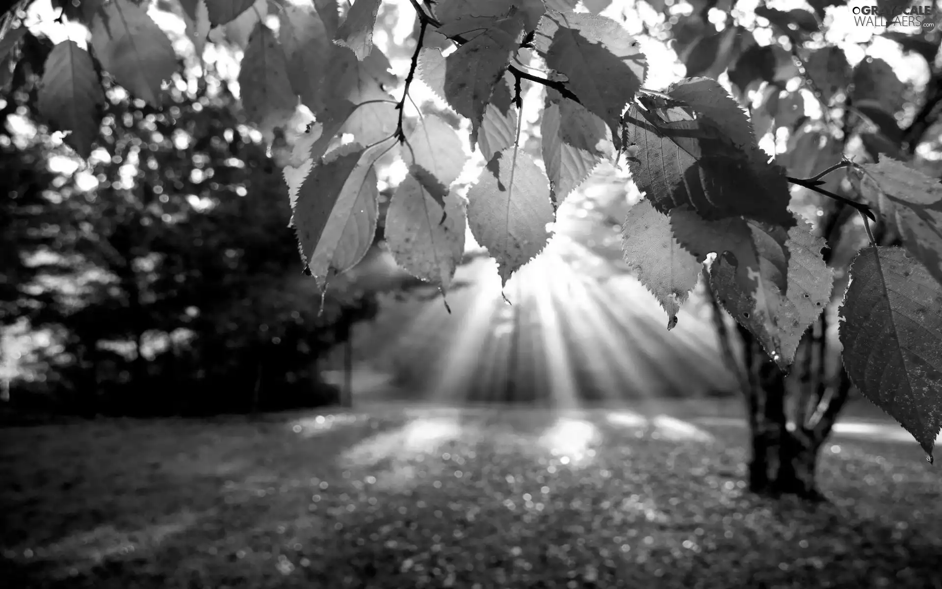 rays, autumn, Leaf, sun