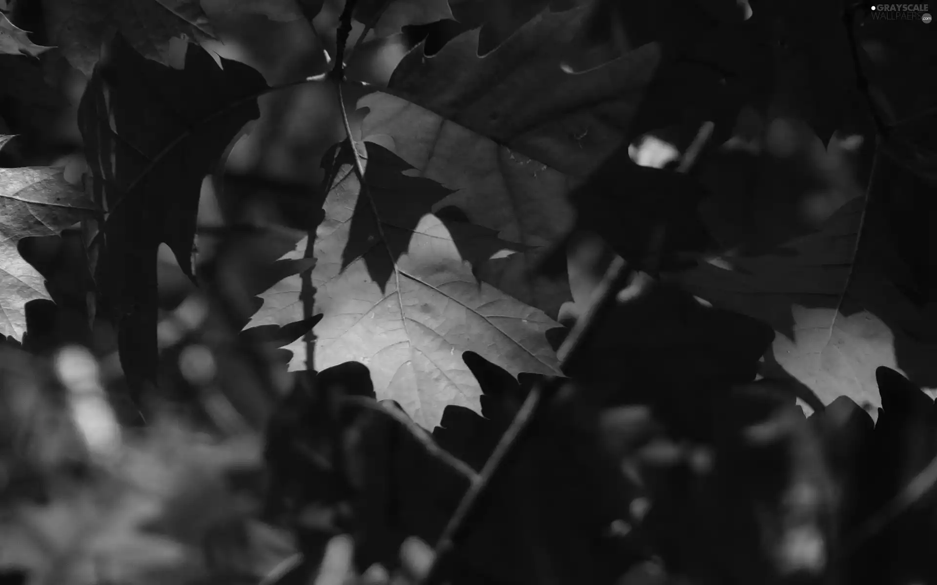 Red, Leaf