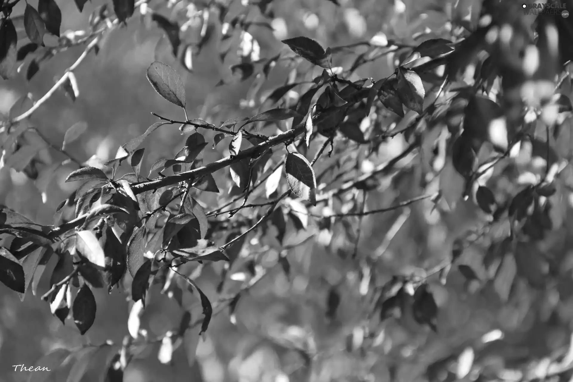 Red, Leaf