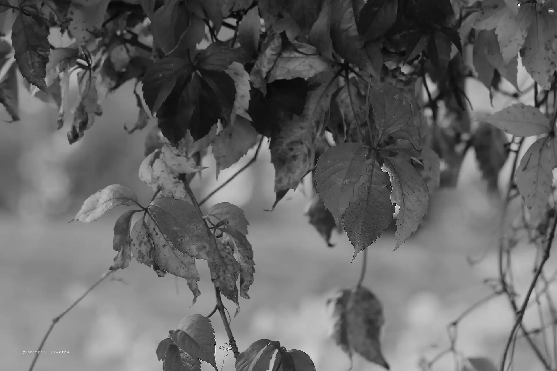 Red, Leaf