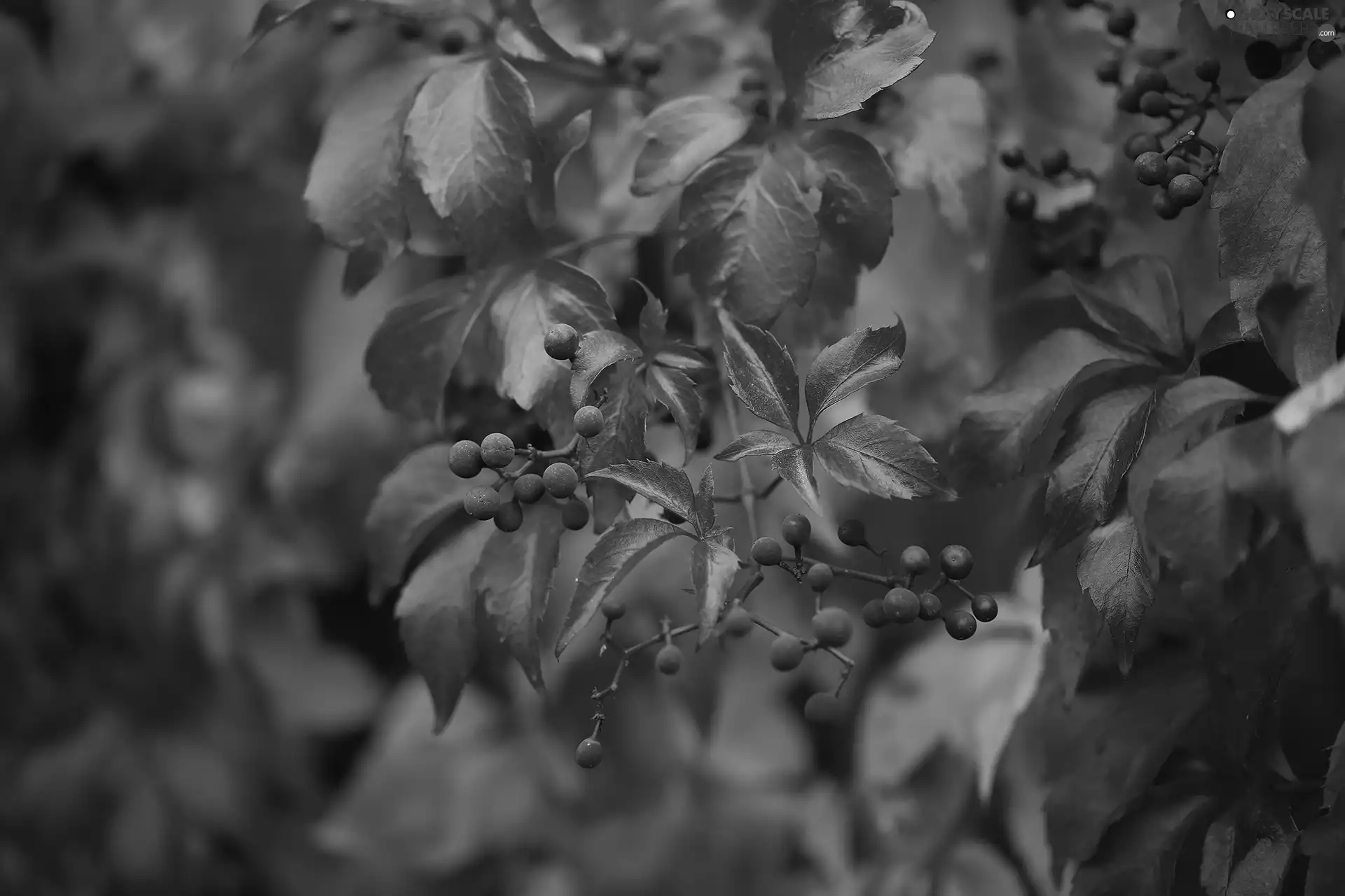 Red, Woodbine, Fruits, Leaf