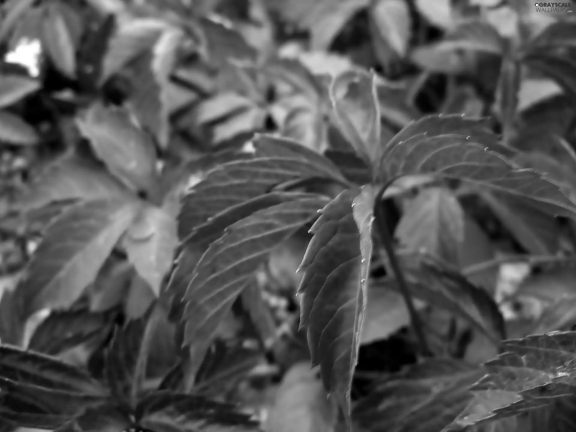 Leaf, plant, Red