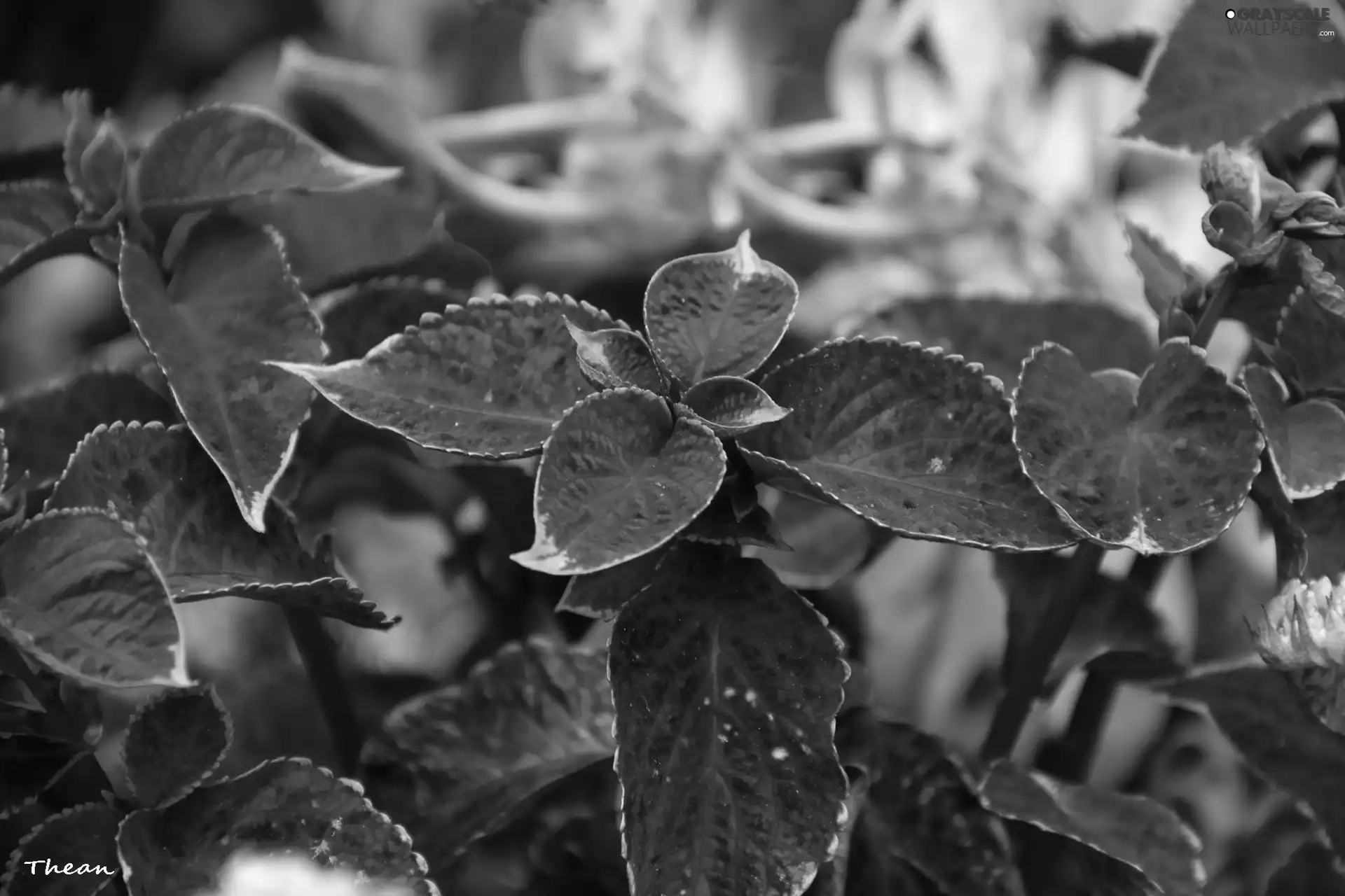 Leaf, plant, Red