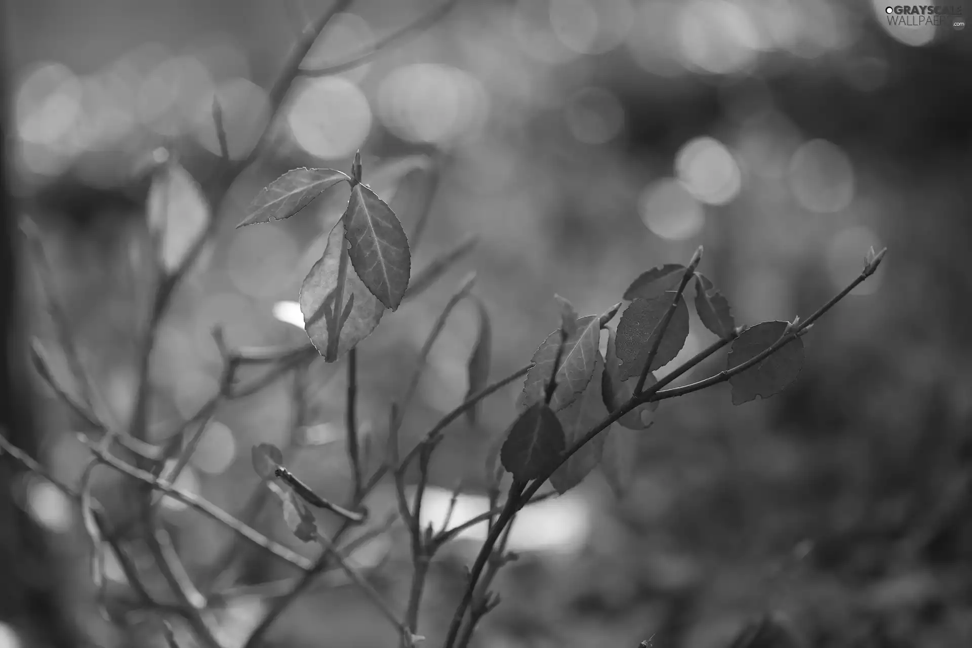 Red, Twigs, rapprochement, Leaf