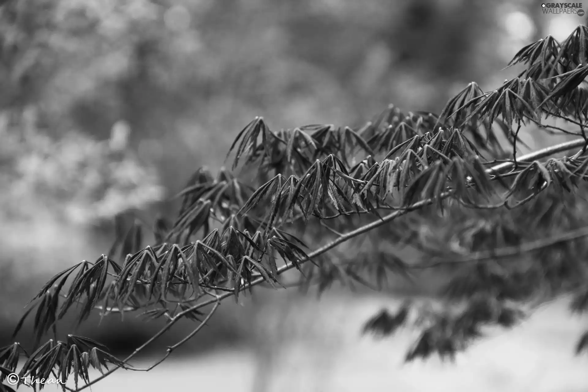 Leaf, trees, Red