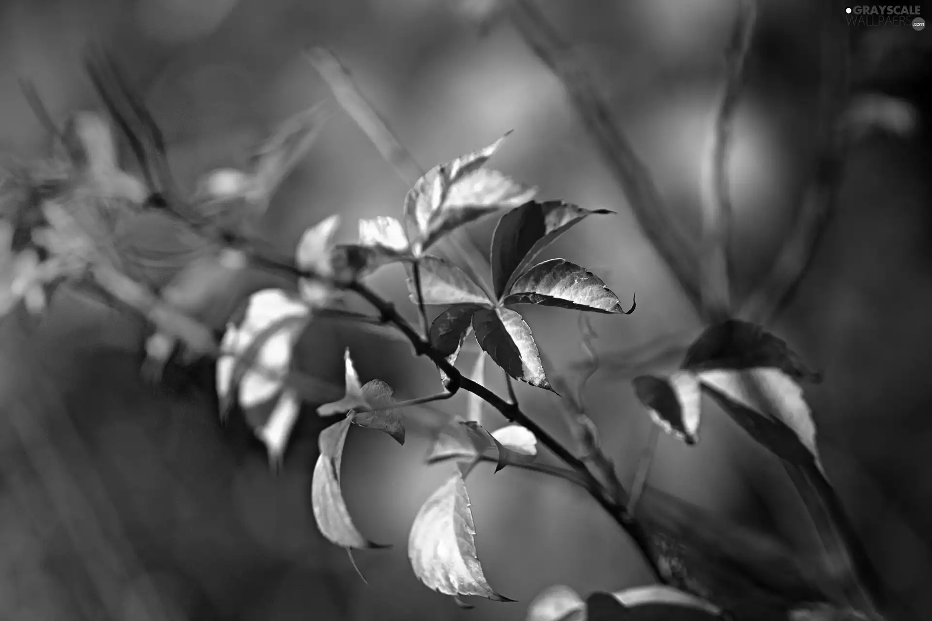 Red, Leaf