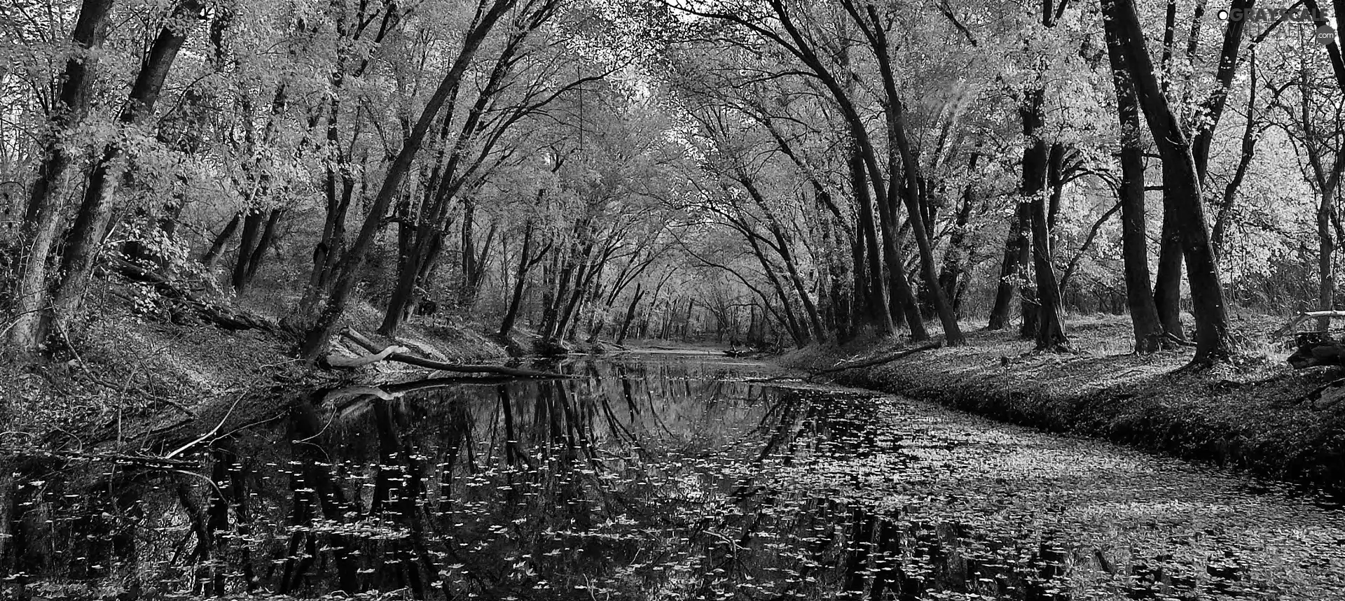 River, autumn, Leaf, reflection, fallen, forest