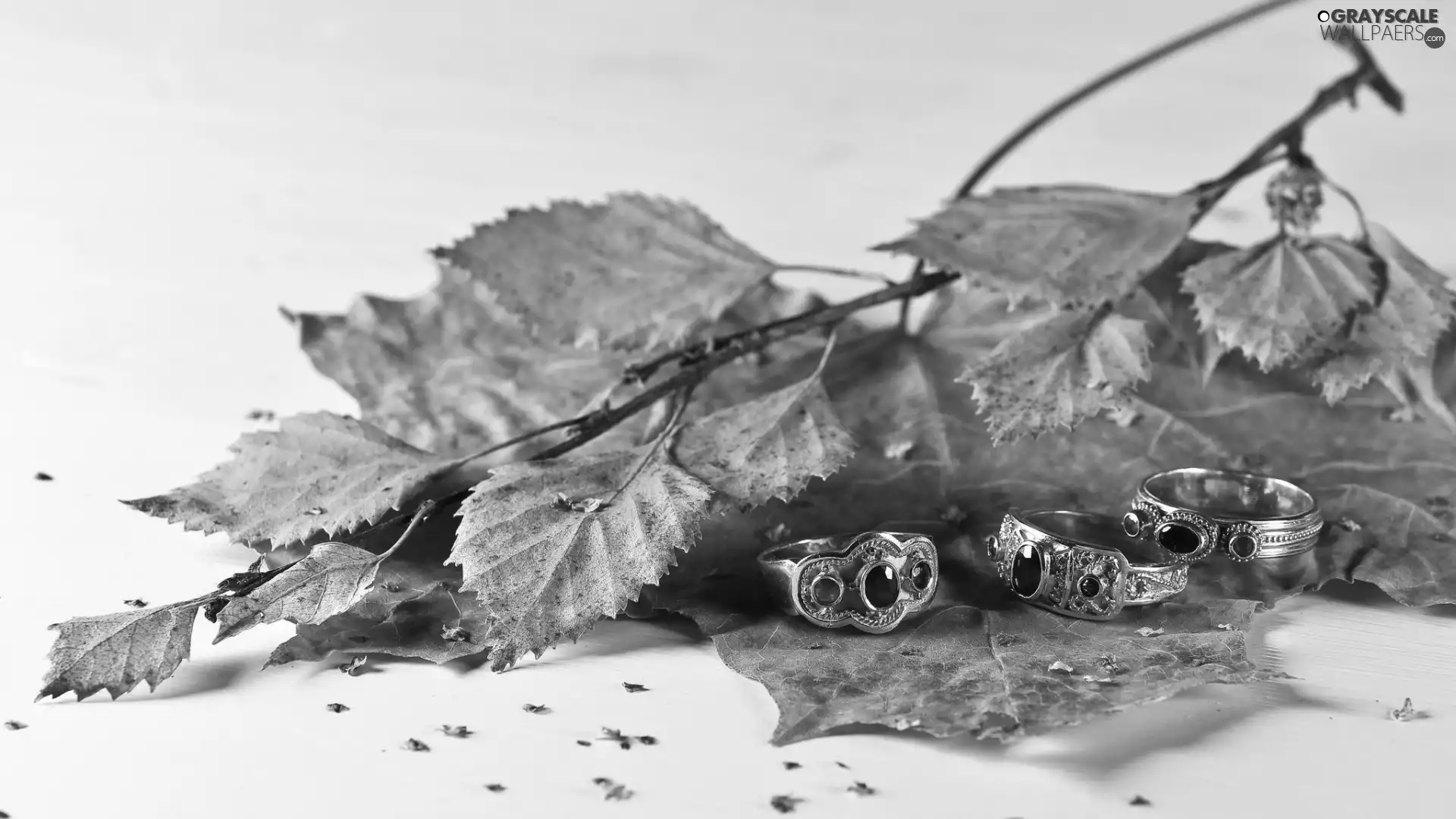 rings, twig, Leaf, autumn