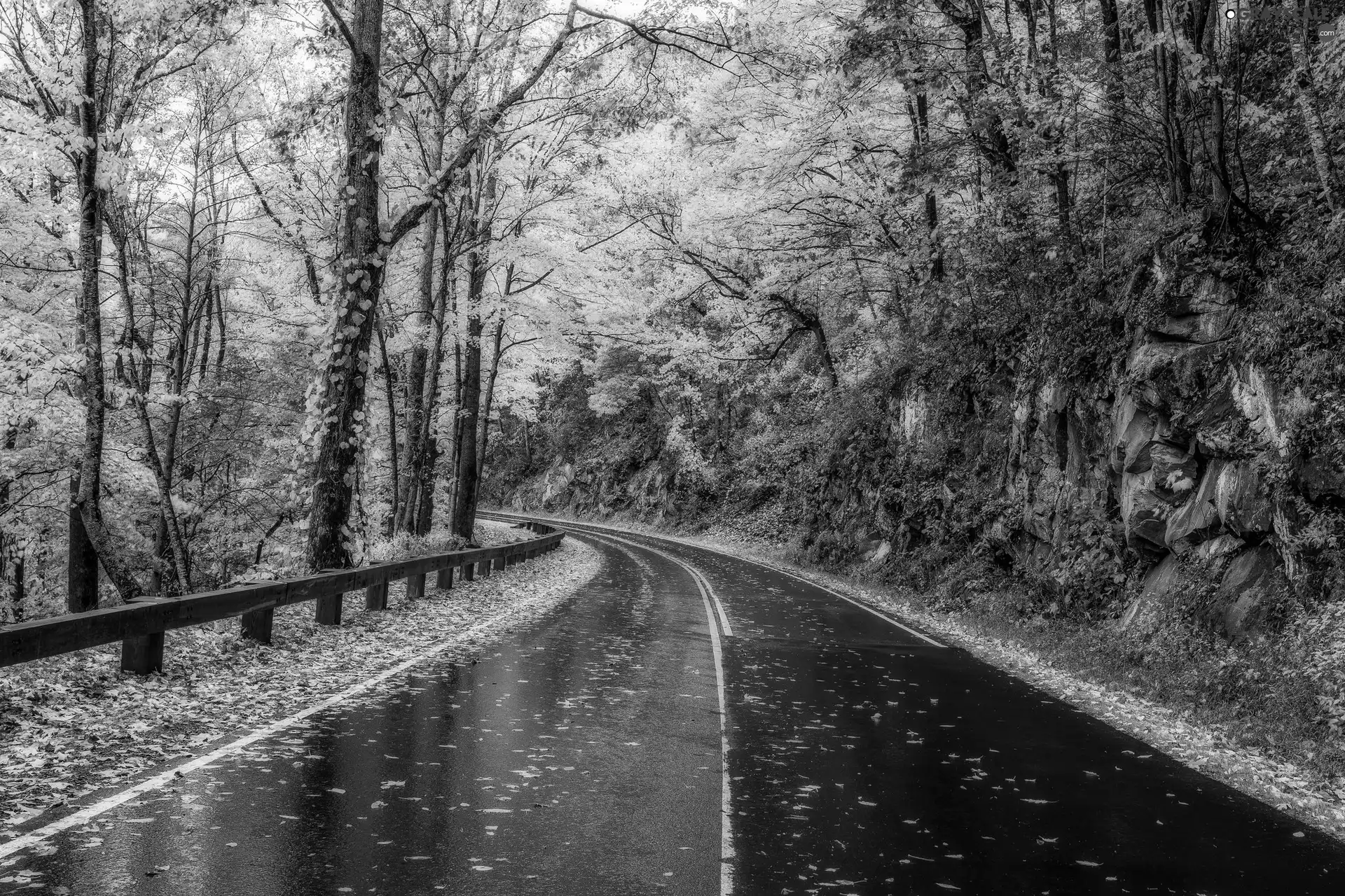 road, viewes, Leaf, trees