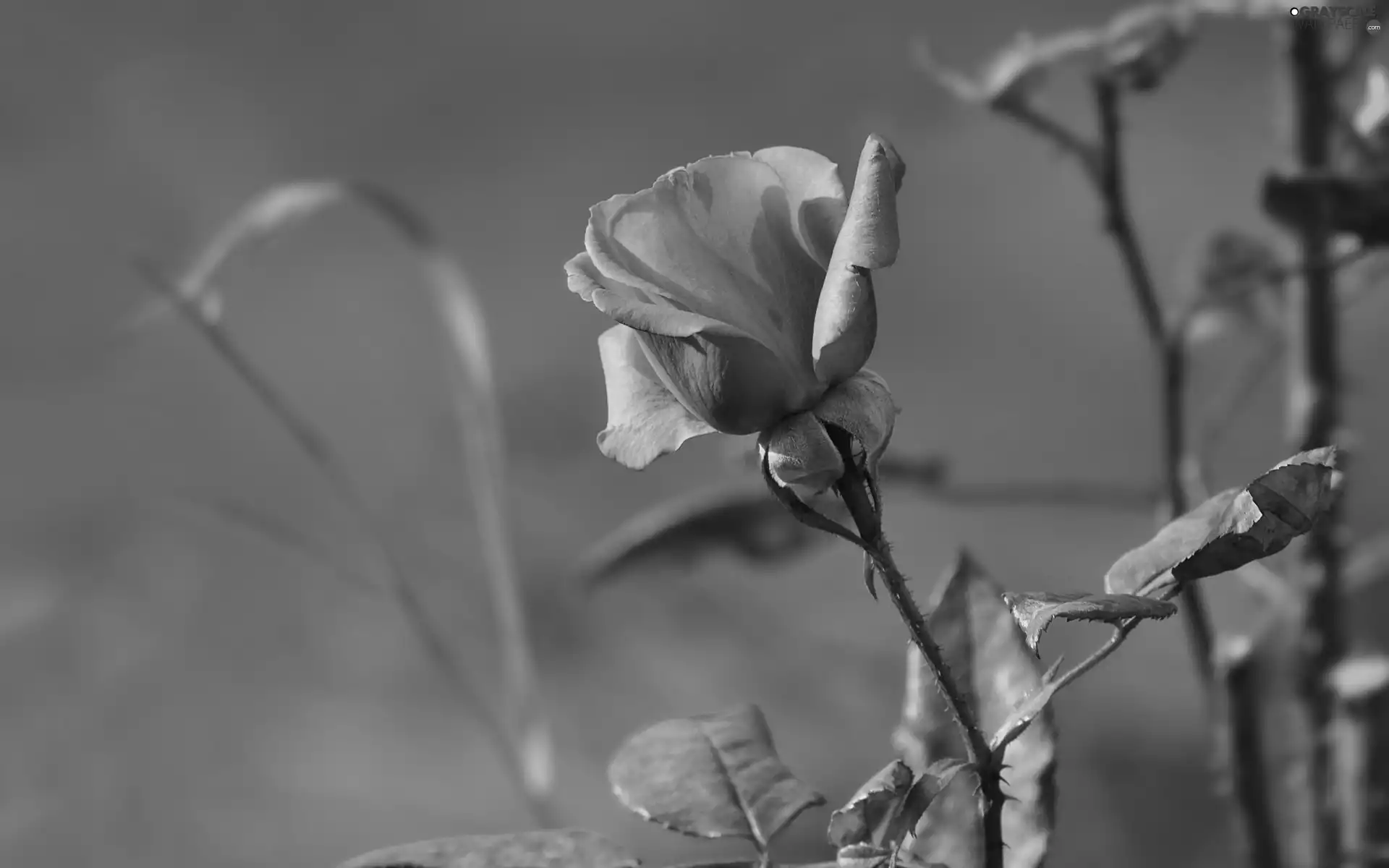 Leaf, Bush, rose