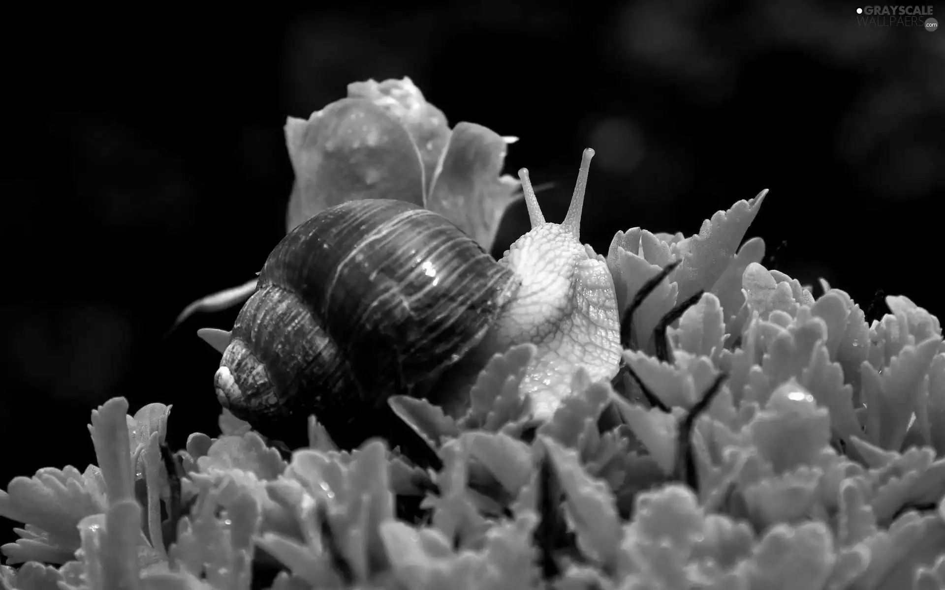 Leaf, snail, rose