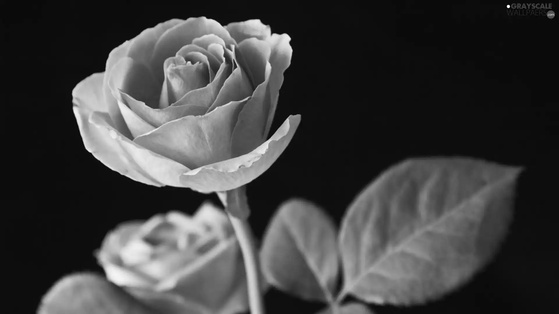rose, Leaf