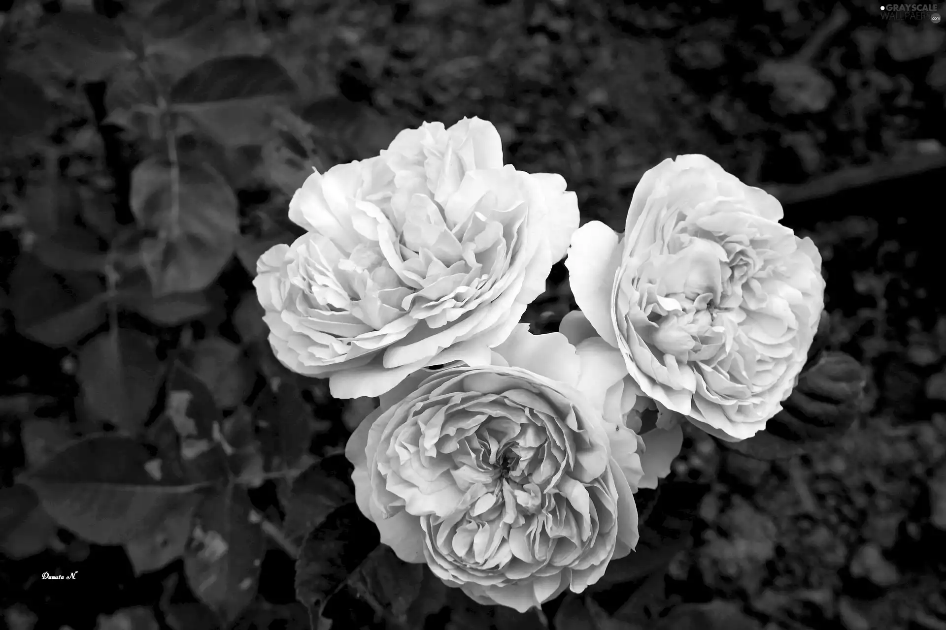 Leaf, Autumn, roses