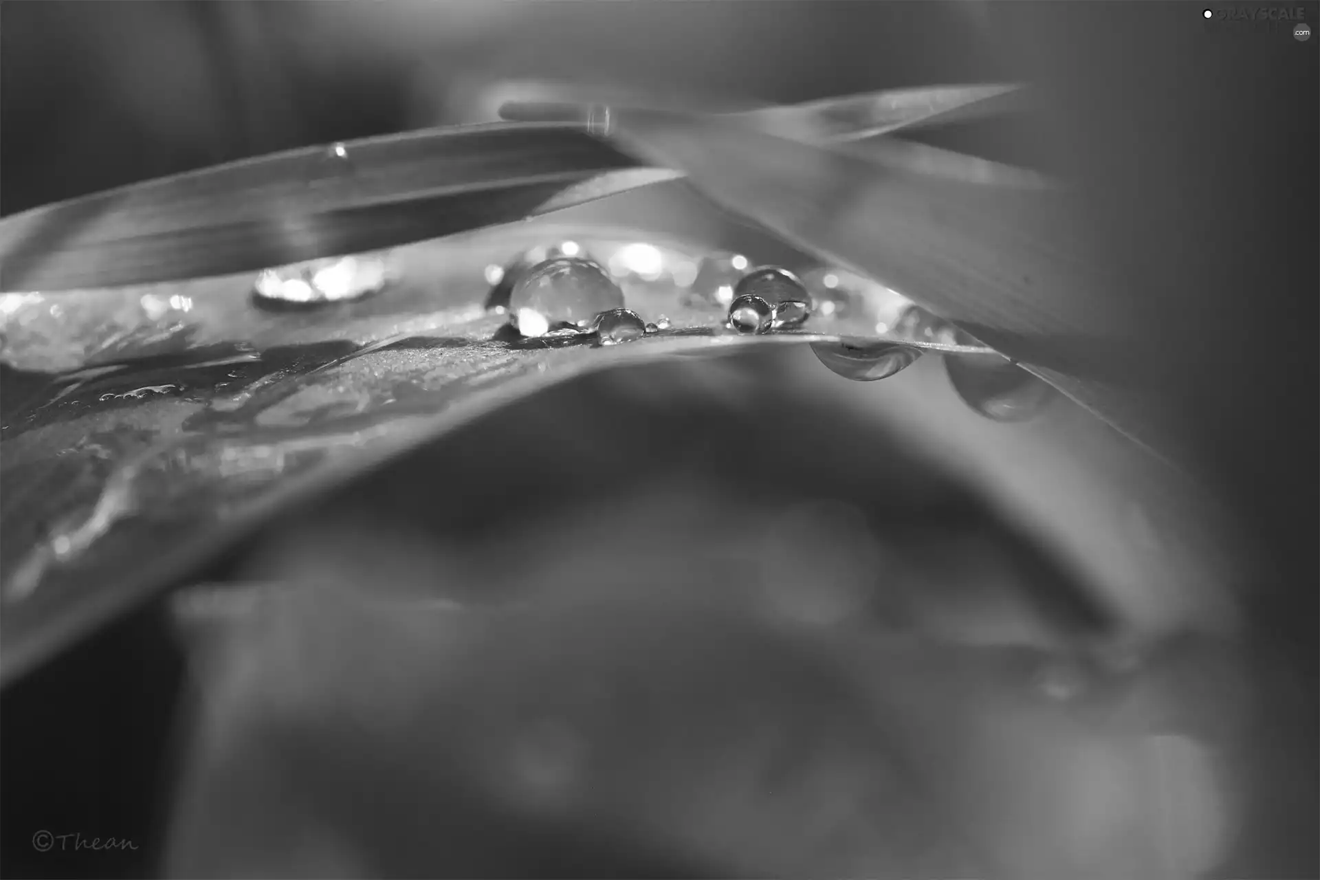 Leaf, drops, Rosy