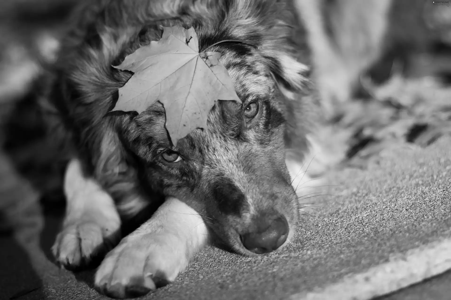 leaf, Australian Shepherd, Australian Shepherd