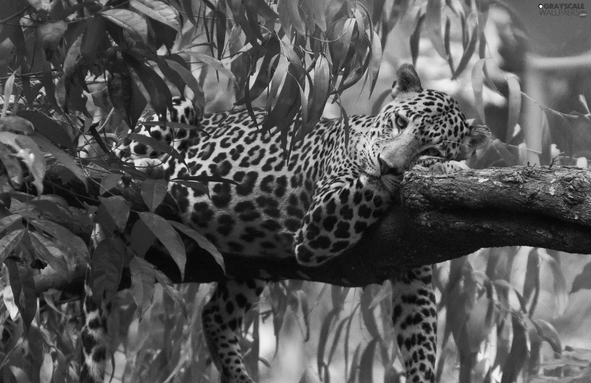 sad, trees, Leaf, Leopards