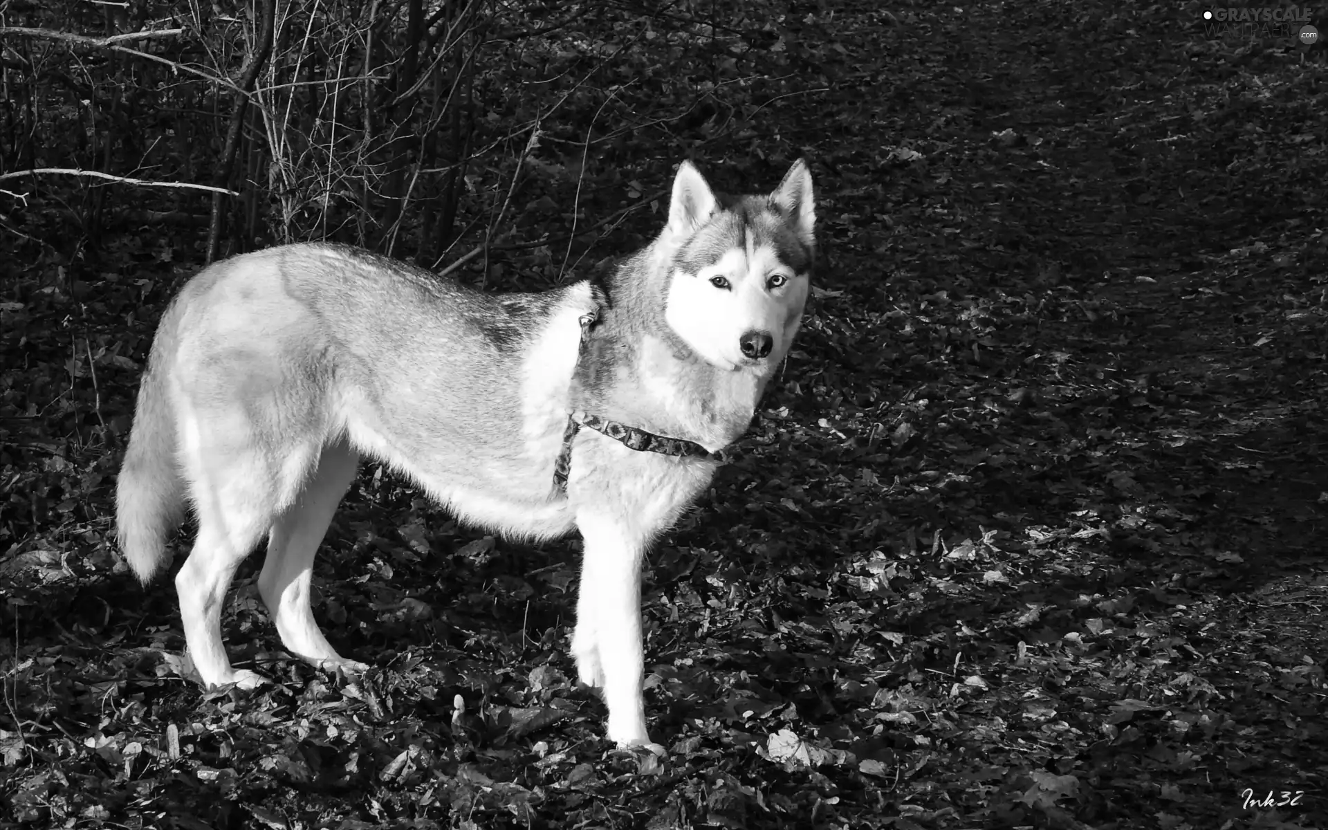 Siberian, dry, Leaf, Husky