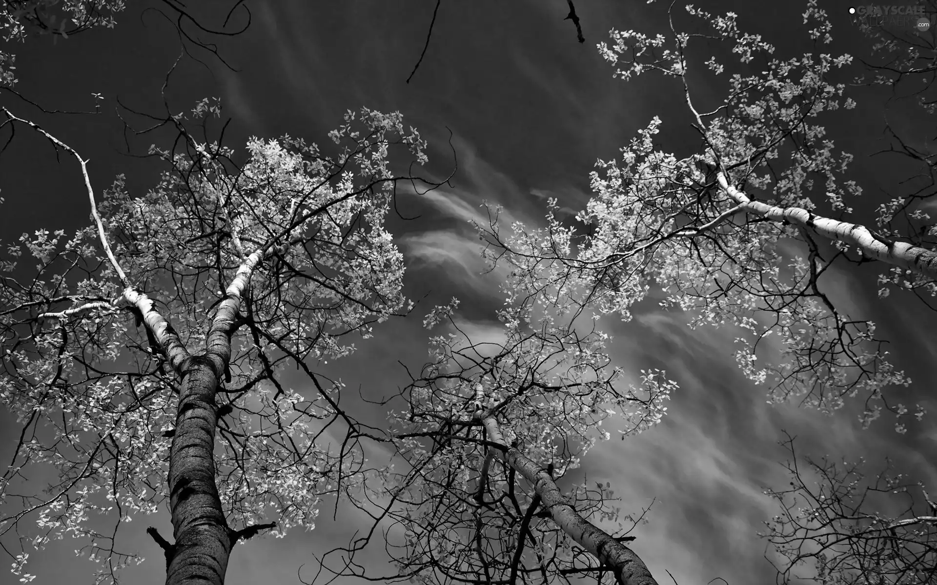 Leaf, Sky, viewes, Autumn, trees