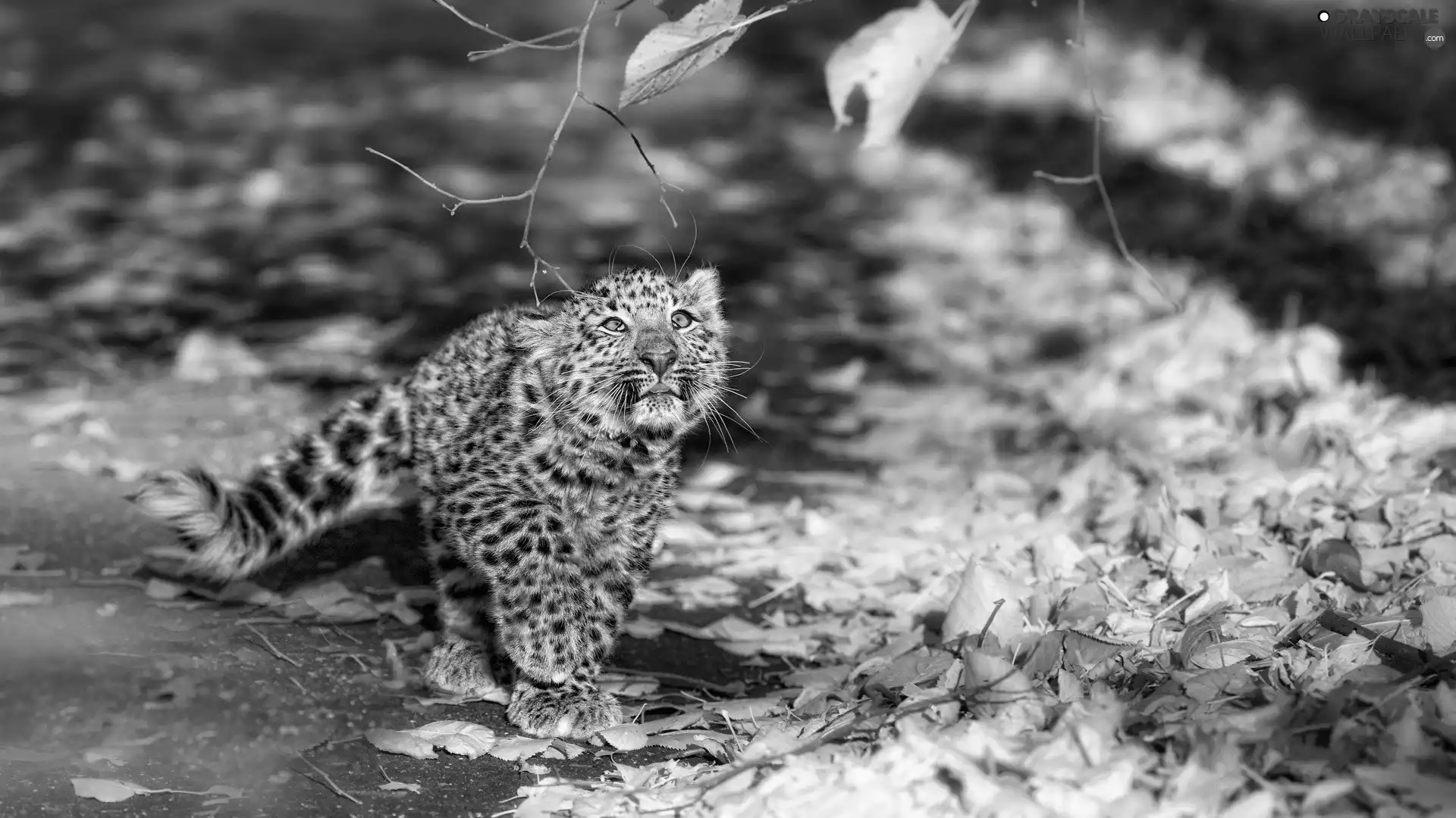 small, Autumn, Leaf, Leopards