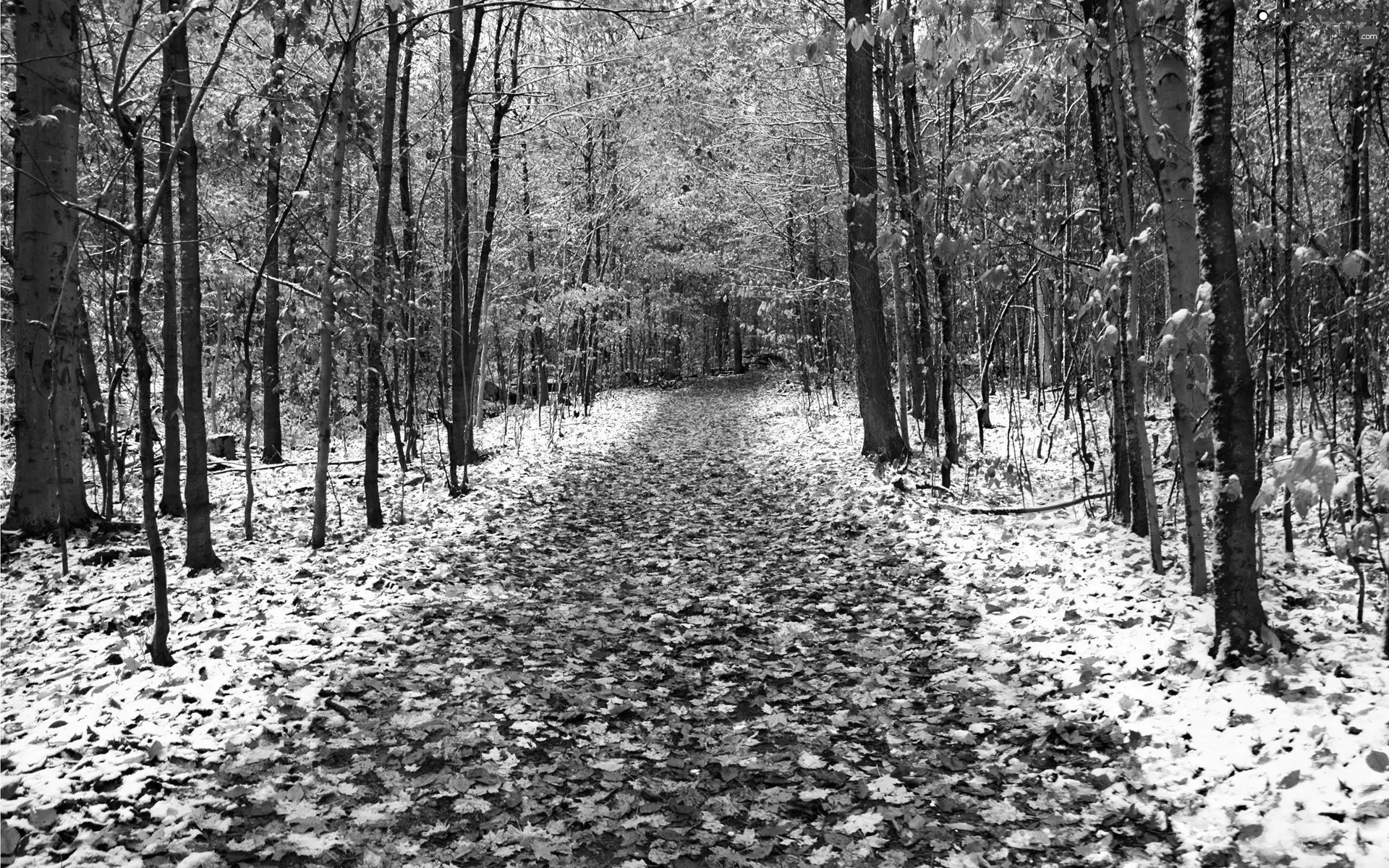 Leaf, snow, forest, Way, autumn