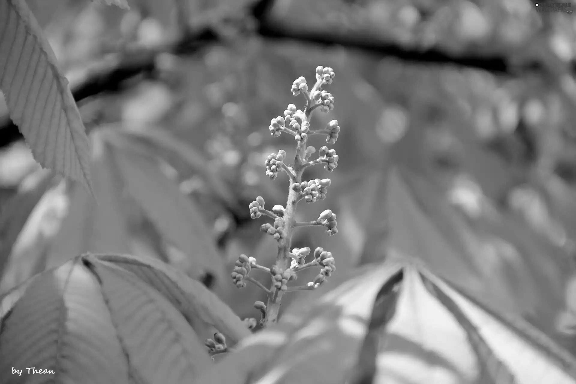 Leaf, chestnut, speed