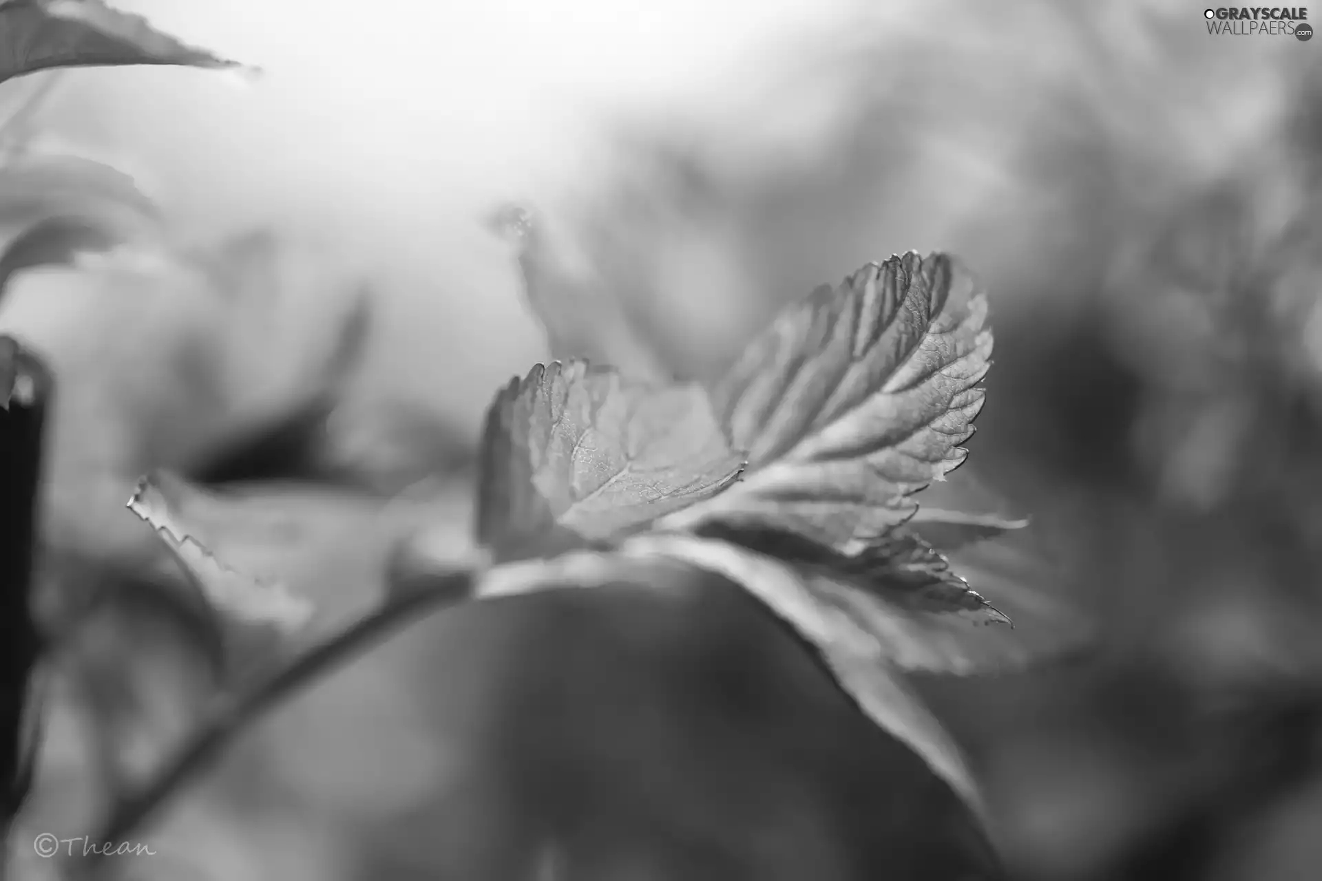 Japanese Spirea, Red, Leaf, Bush