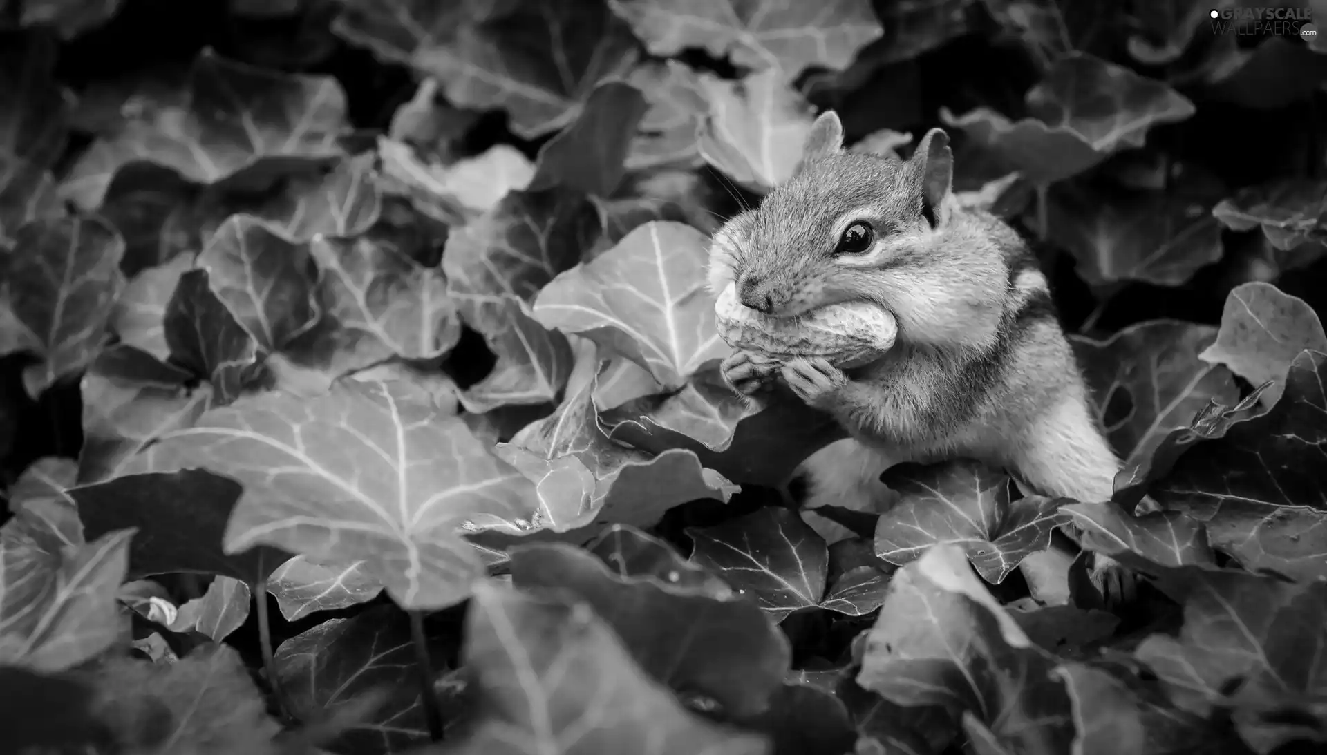 squirrel, Plants, Leaf, nut