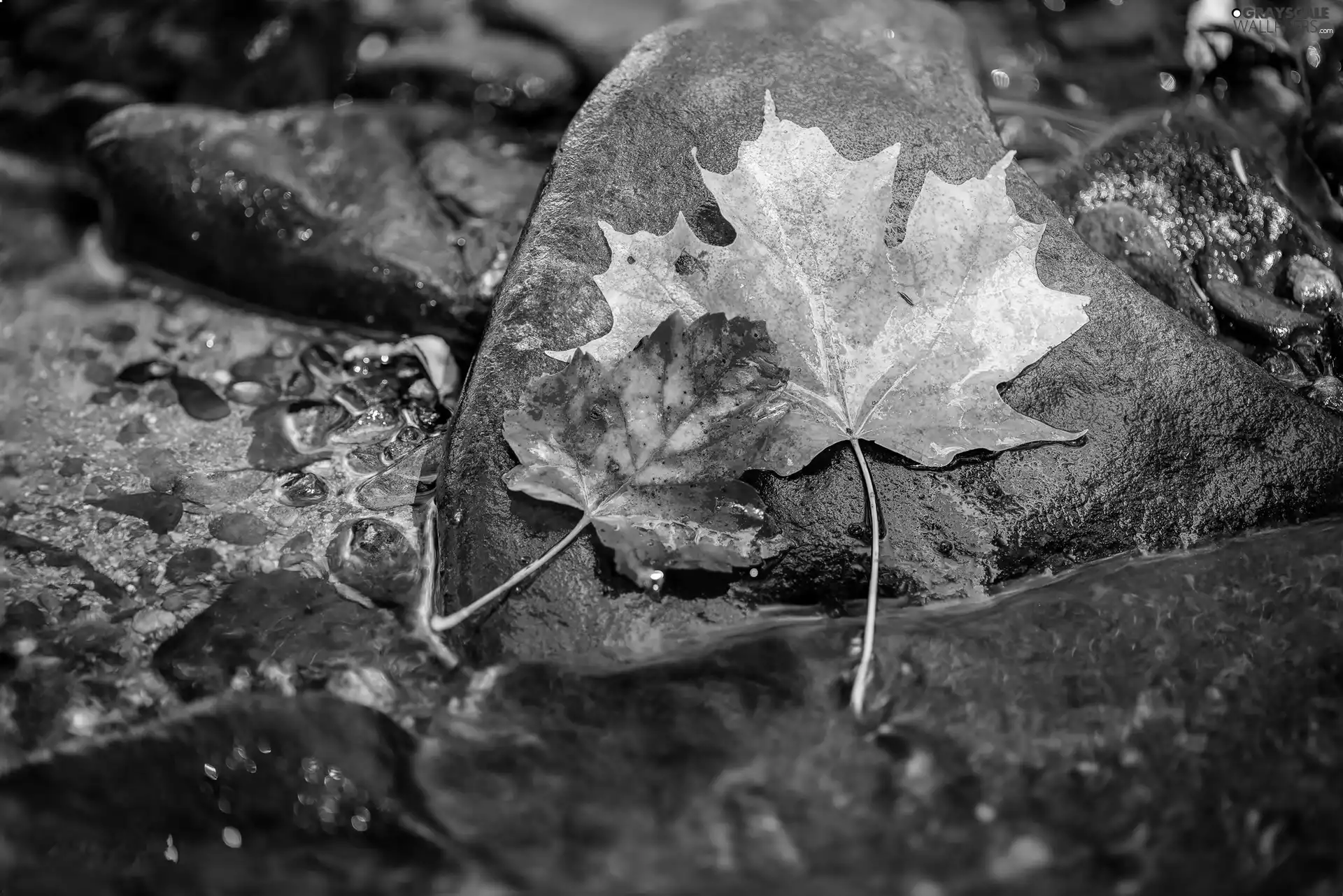 Stone, Leaf