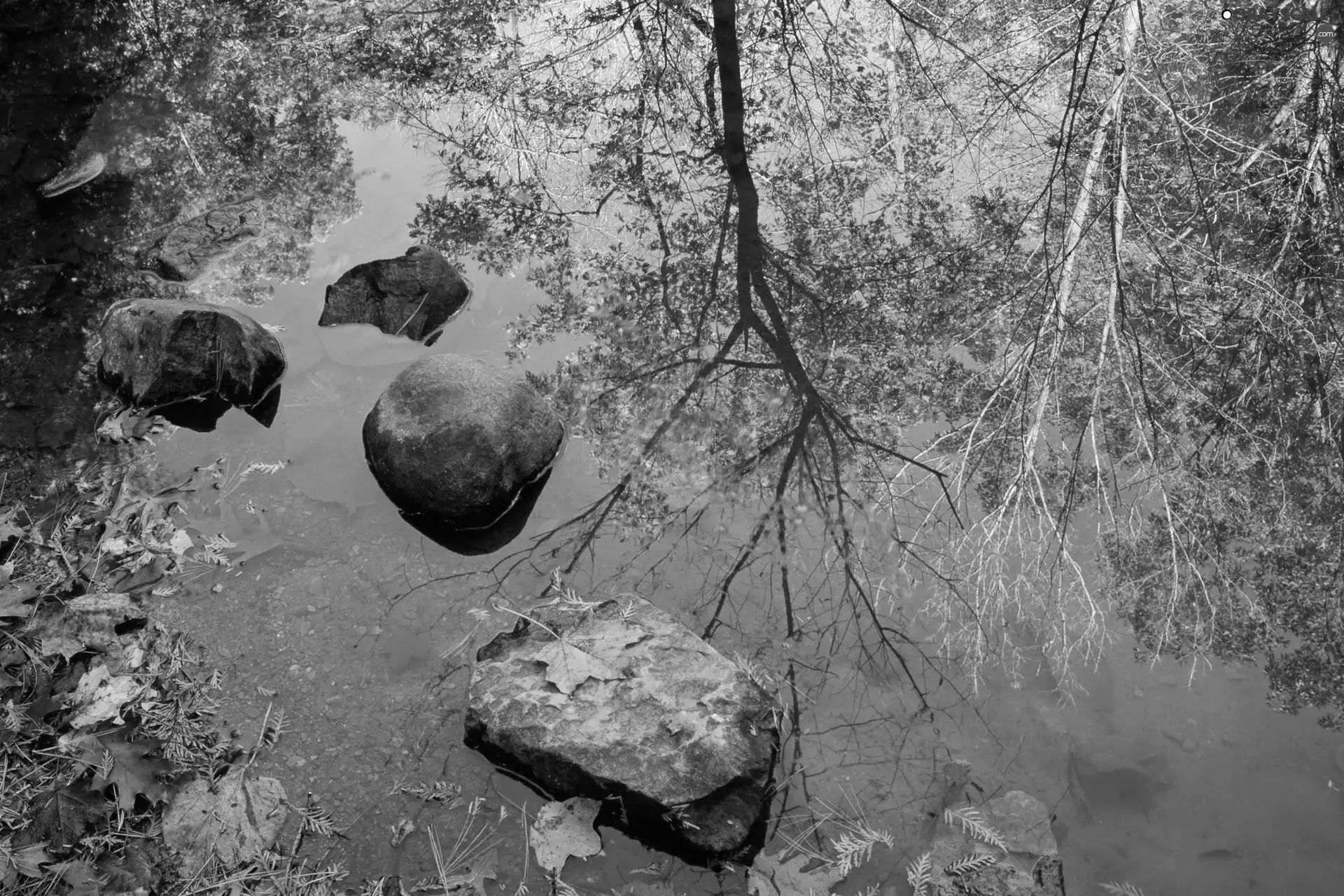 Leaf, lake, Stones