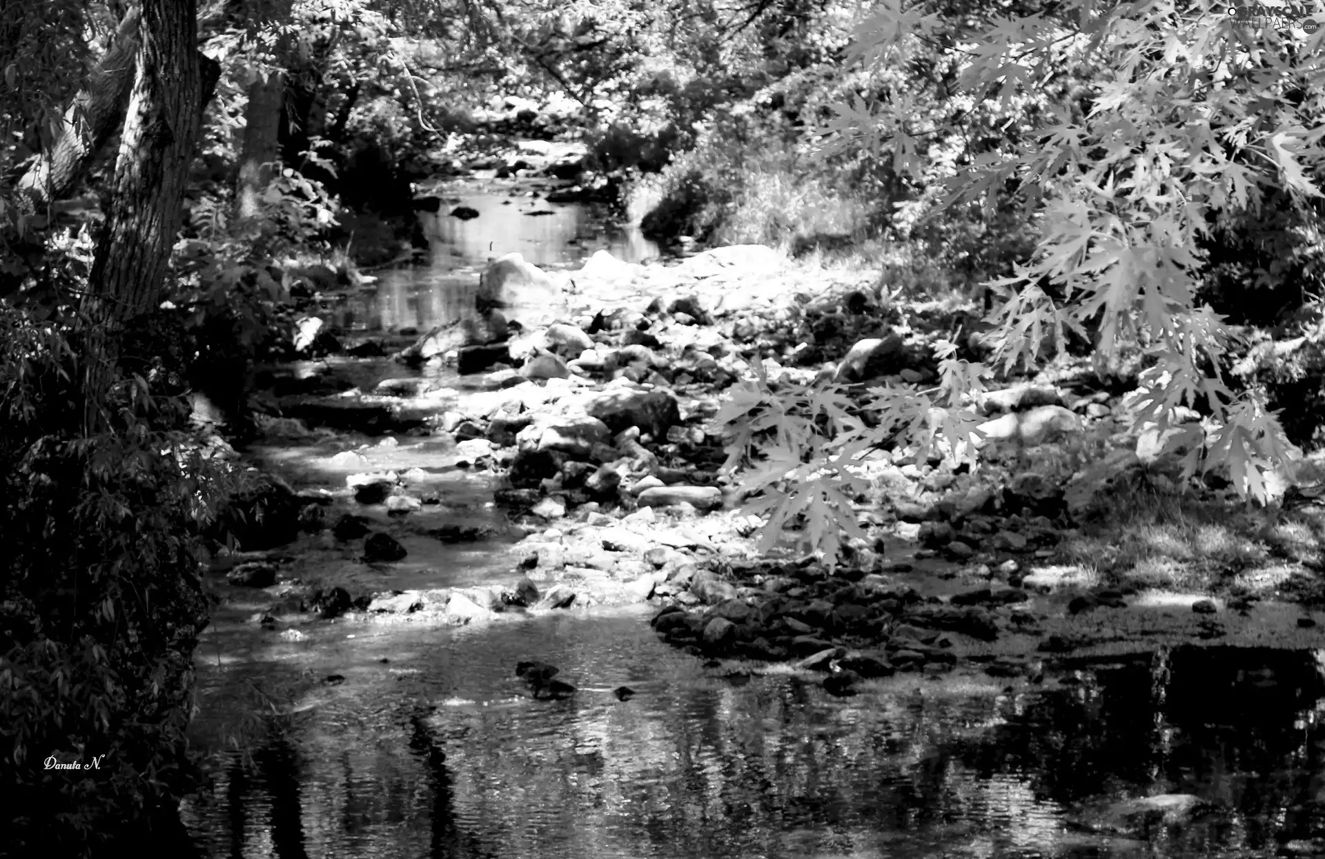 Leaf, Stones, trees, viewes, River